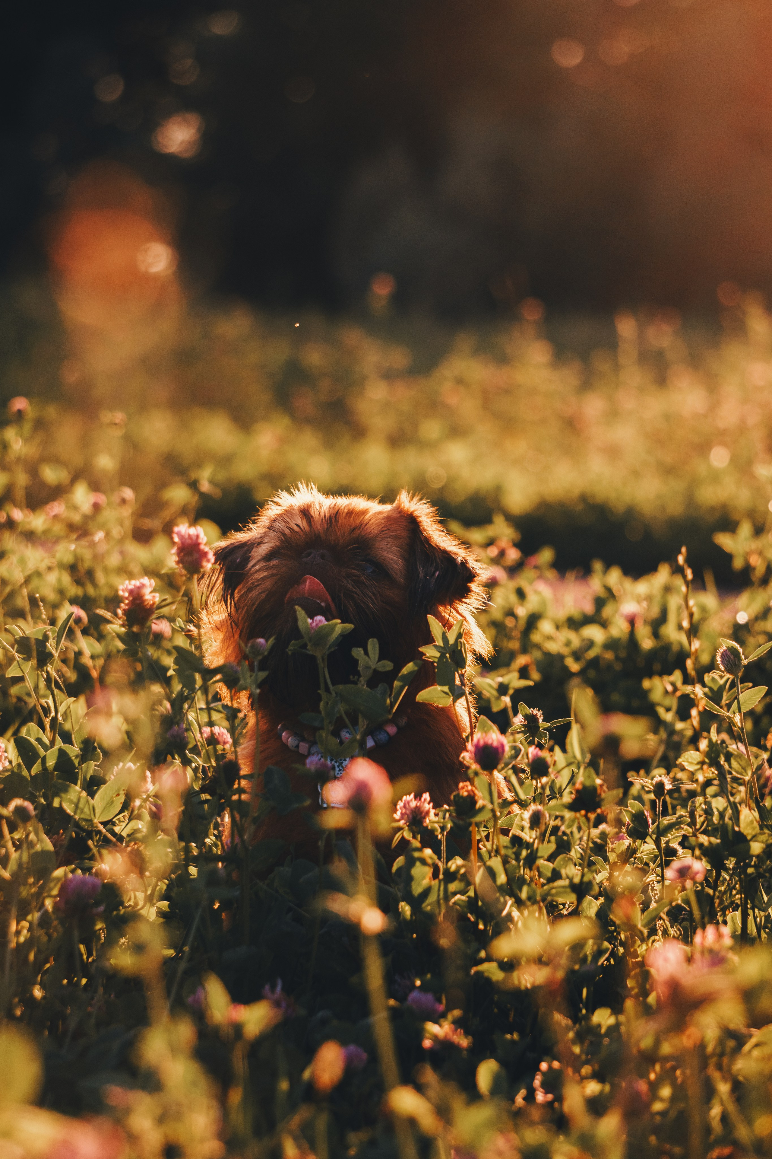 Катя и Яшма. Фотограф-анималист Ксения Воробьева, Москва