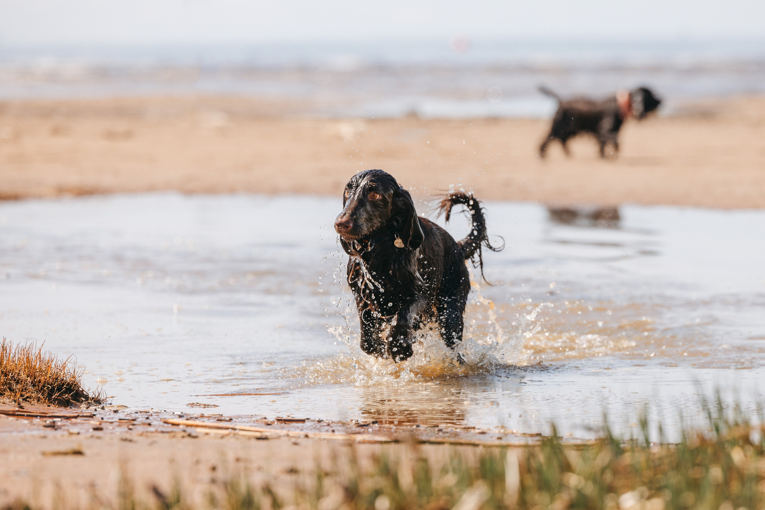 Спанимания. Фотограф анималист Осипчикова Мария