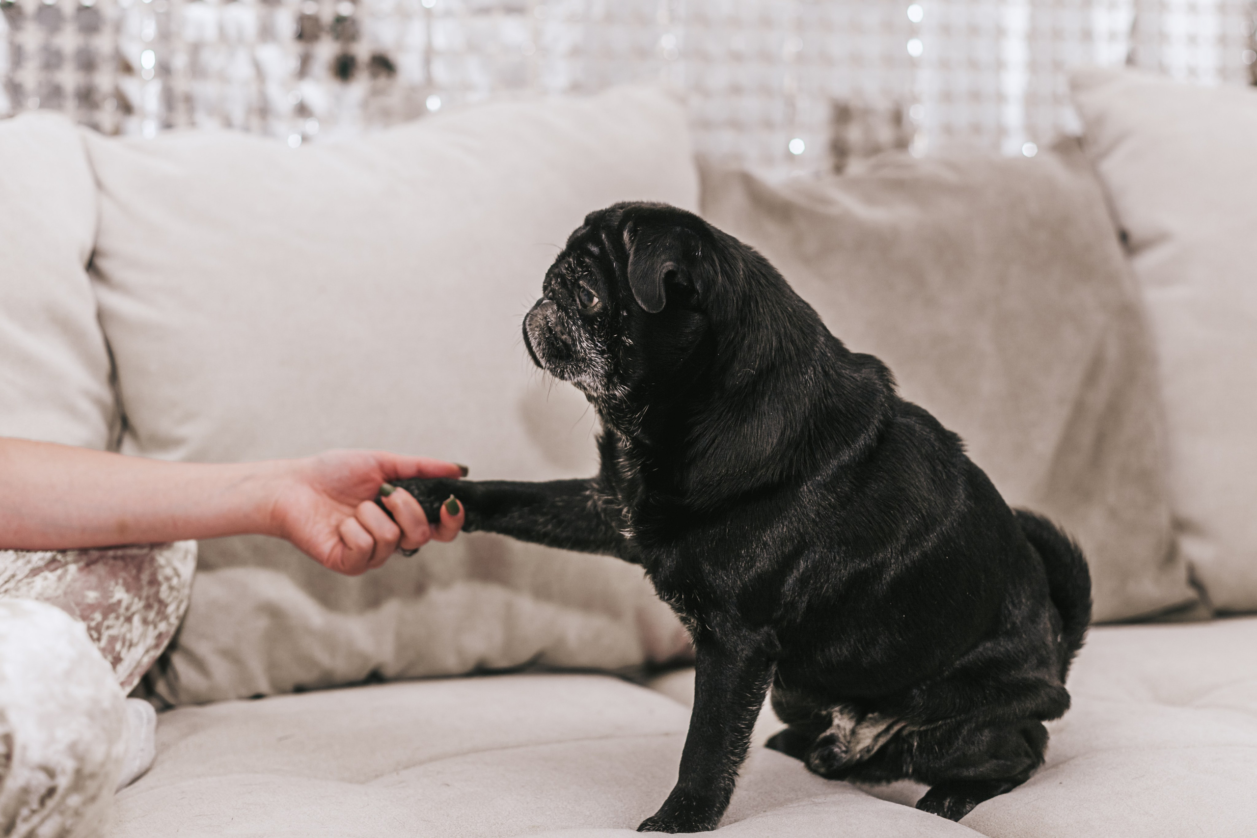 Домашняя фотосессия Оли и двух ее мопсов. Фотограф-анималист Татьяна Степанова