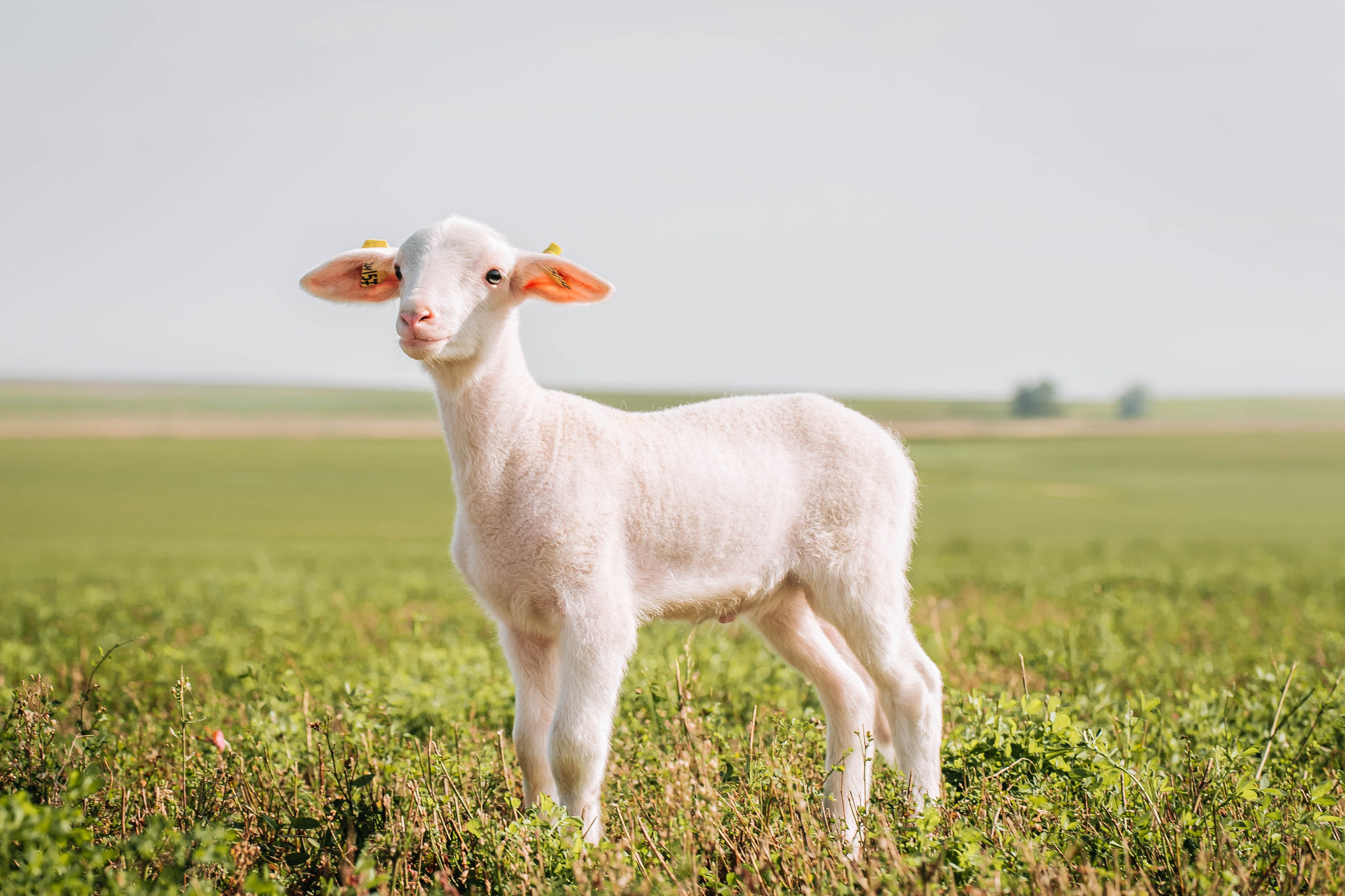 Овечья Ферма. Агрокурьер Красный Яр. Главная