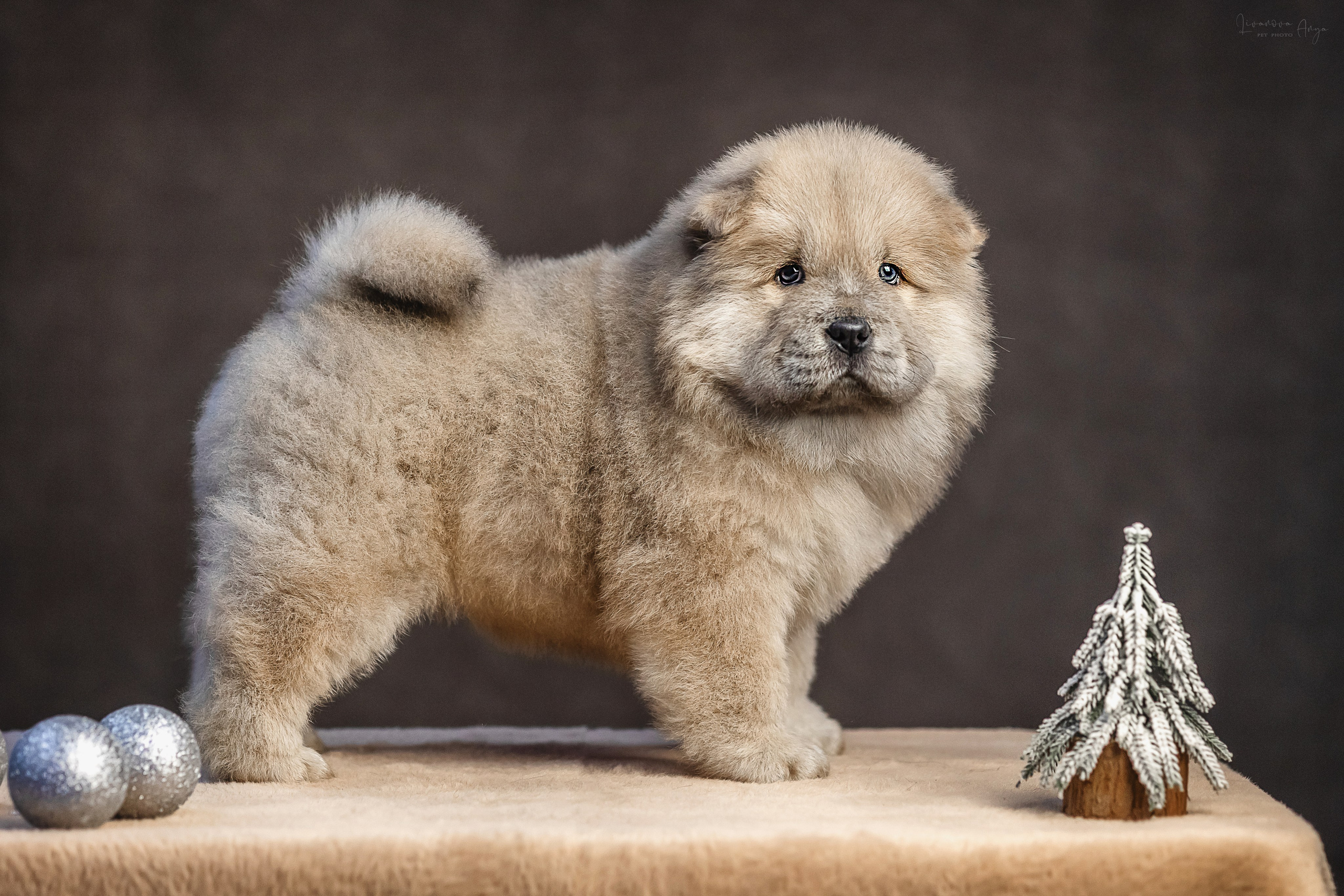 Чаушки. Фотограф анималист Аня Ливанова | Рыбинск