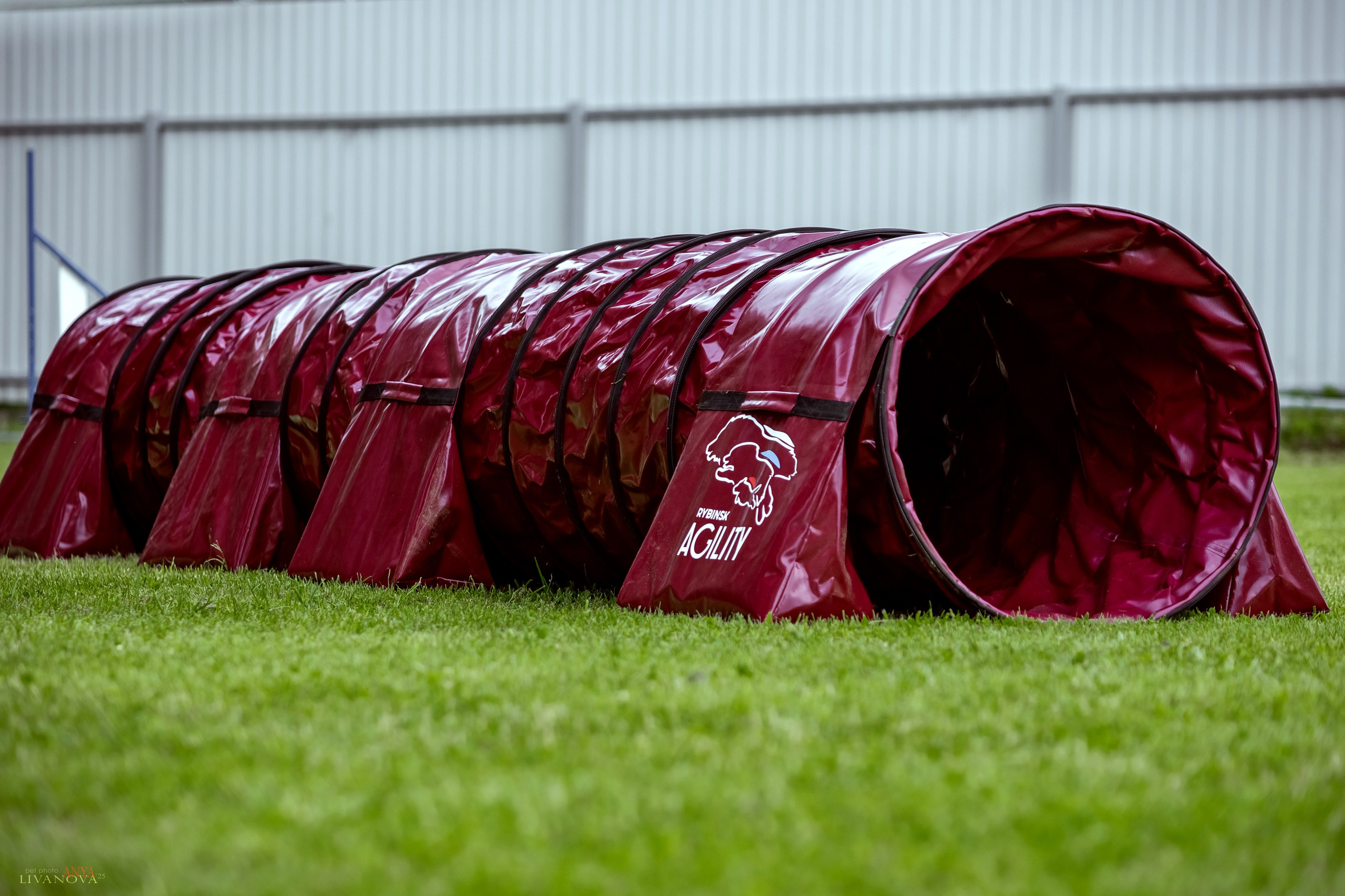 Аджилити Рыбинск. Фотограф анималист Аня Ливанова | Рыбинск