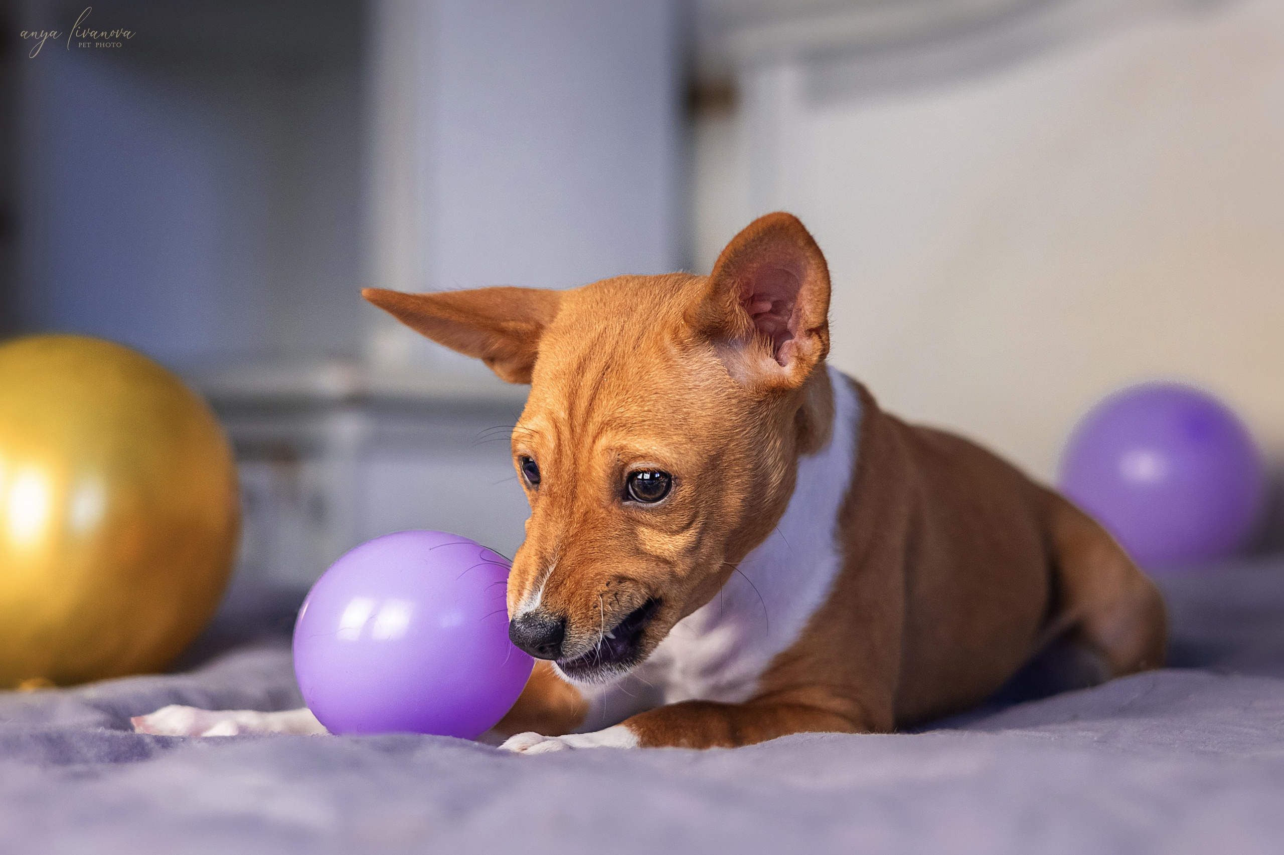 Баси. Фотограф анималист Аня Ливанова | Рыбинск