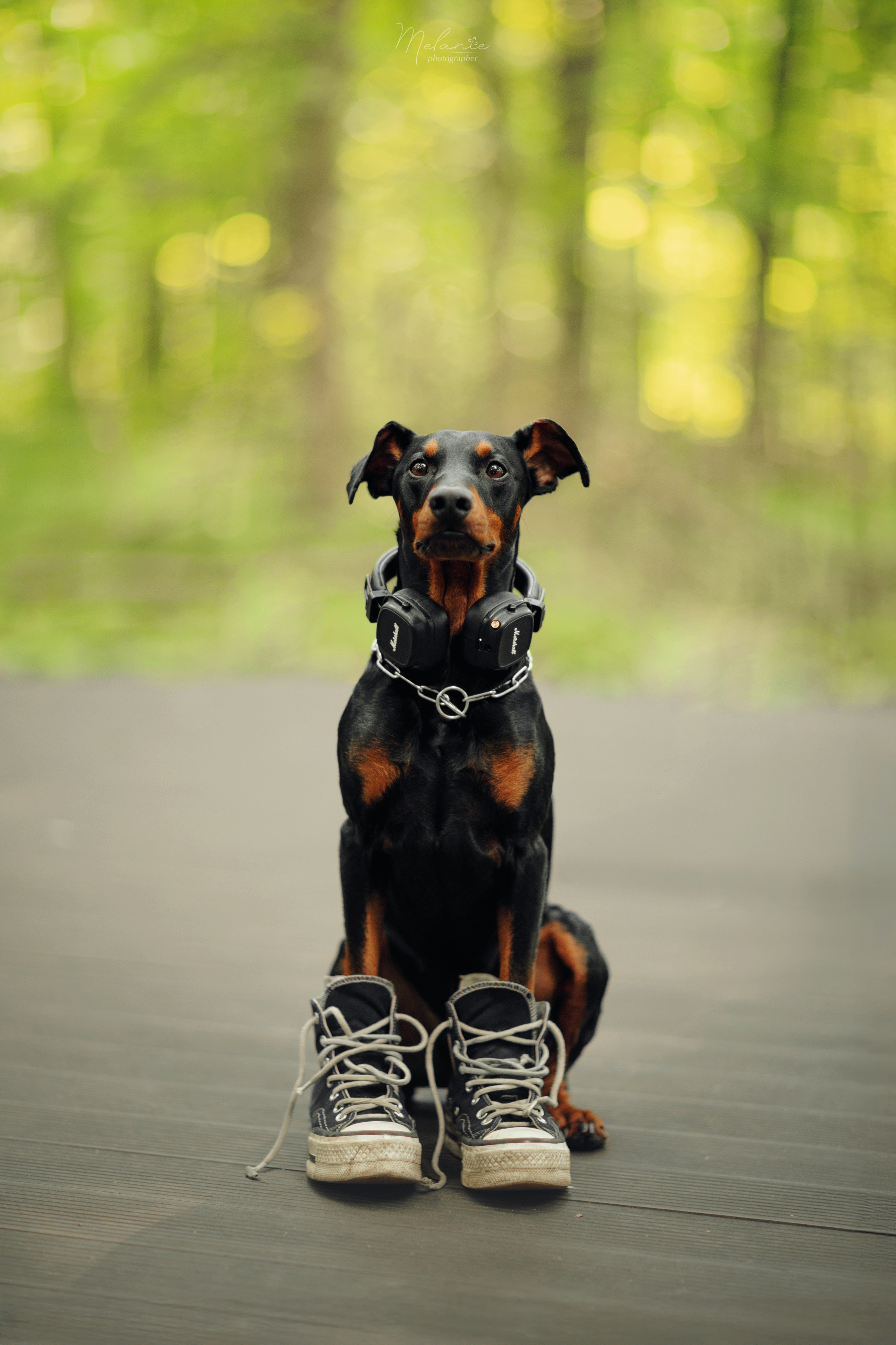 Фотосессия Шерлока. Фотограф-анималист в Москве Дорн Мелани