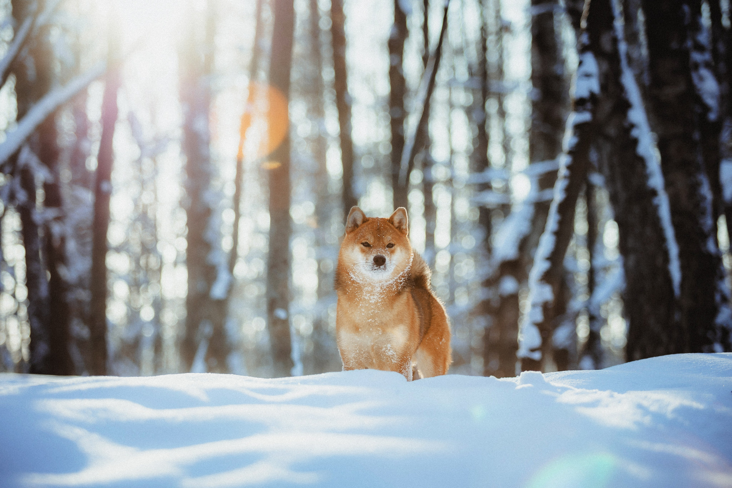 Шед, Цири и Ира