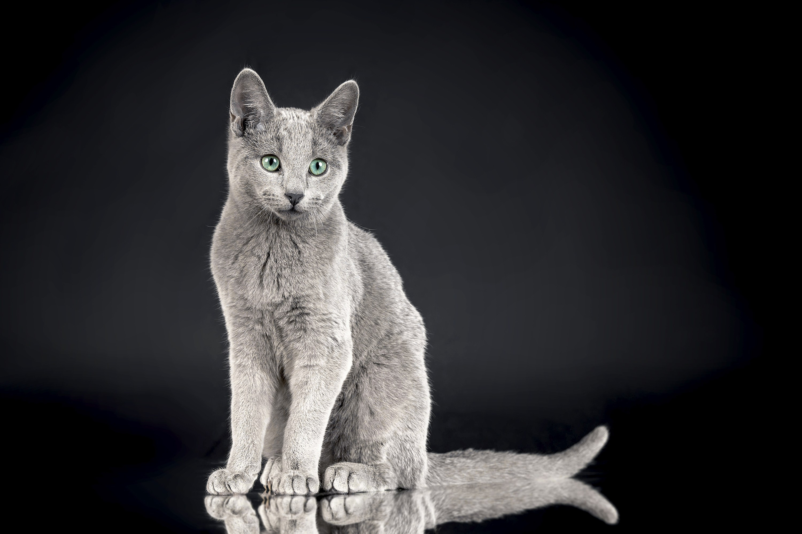 Стендовая съёмка на выставках кошек. Фотограф-анималист в Омске Екатерина Маричева