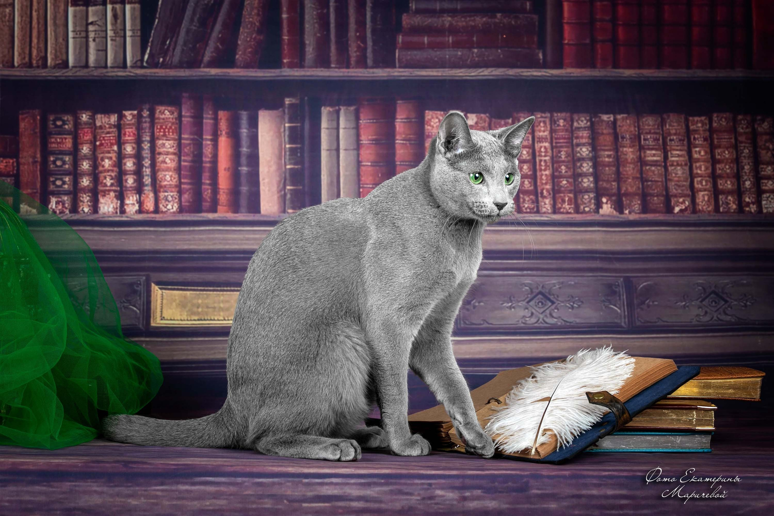 Стендовая съёмка на выставках кошек. Фотограф-анималист в Омске Екатерина Маричева