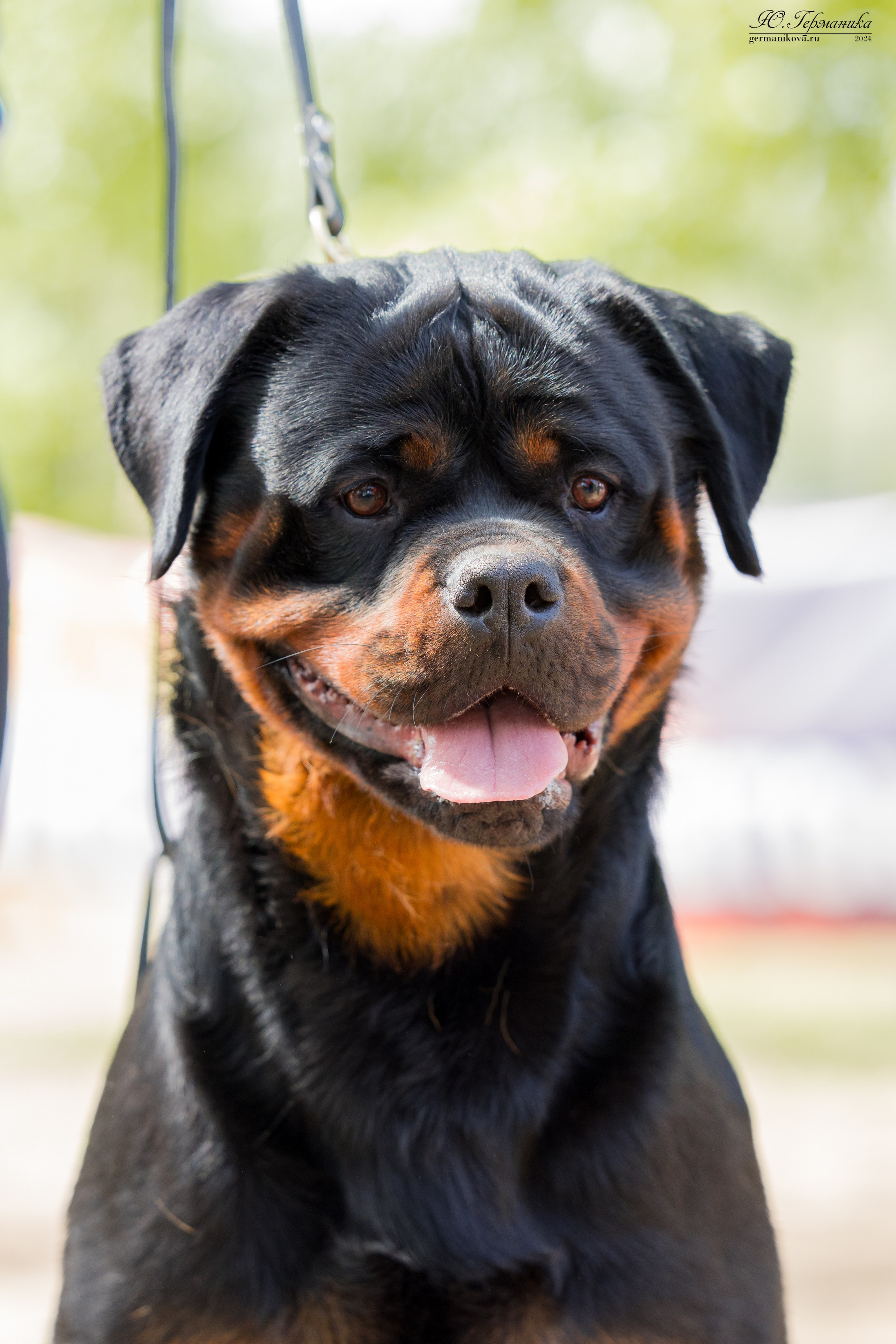 Саратов 2 х моно ротвейлеров 28-29.04.2024. Фотограф-анималист Юлия Германика