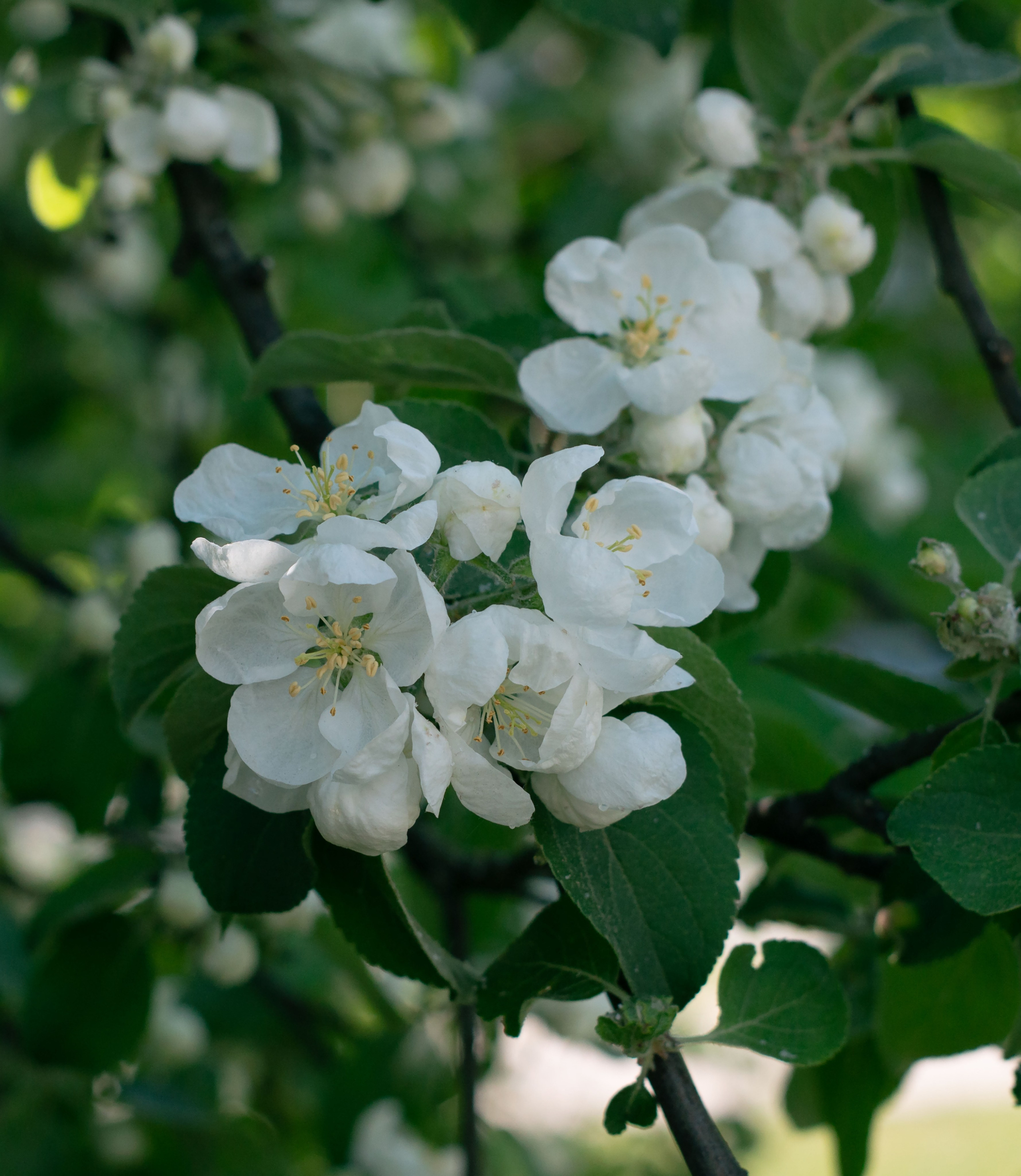 Цветы. Профессиональный фотограф в Зеленограде Дмитрий Петров