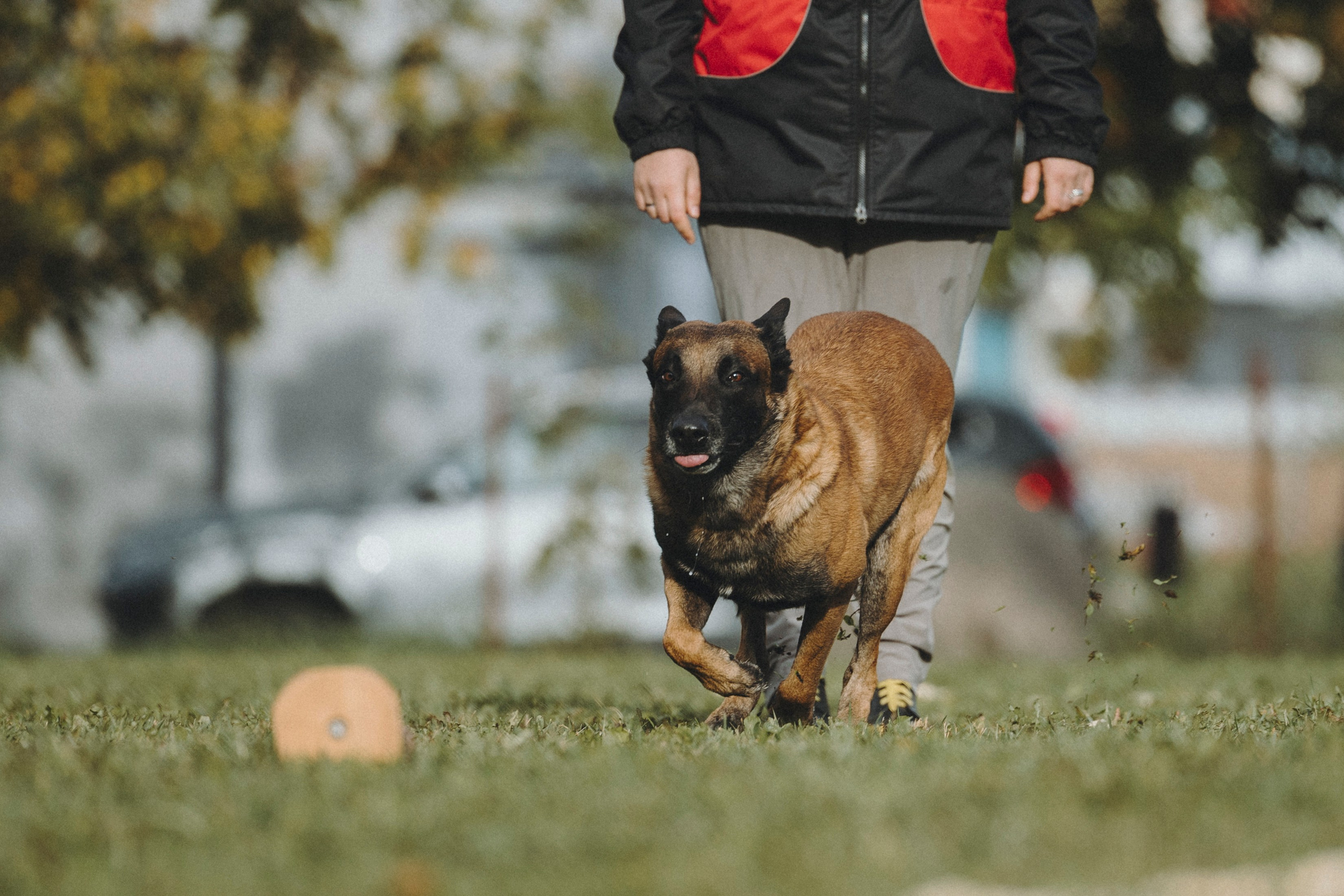 Испытания по мондьорингу г. Пушкин 29.09.2024. Фотограф-анималист Анна Маринич