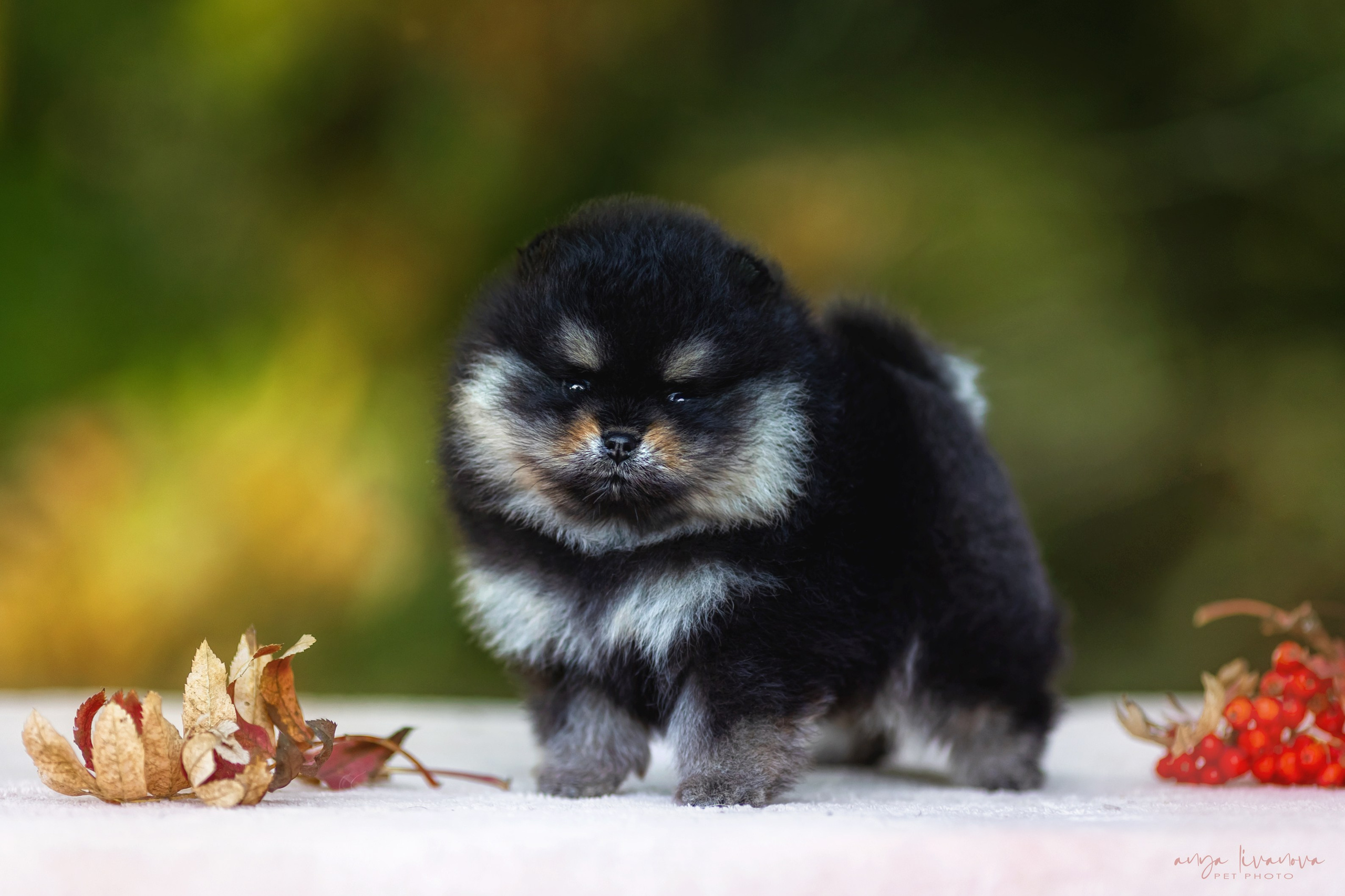 Шпицы. Фотограф анималист Аня Ливанова | Рыбинск