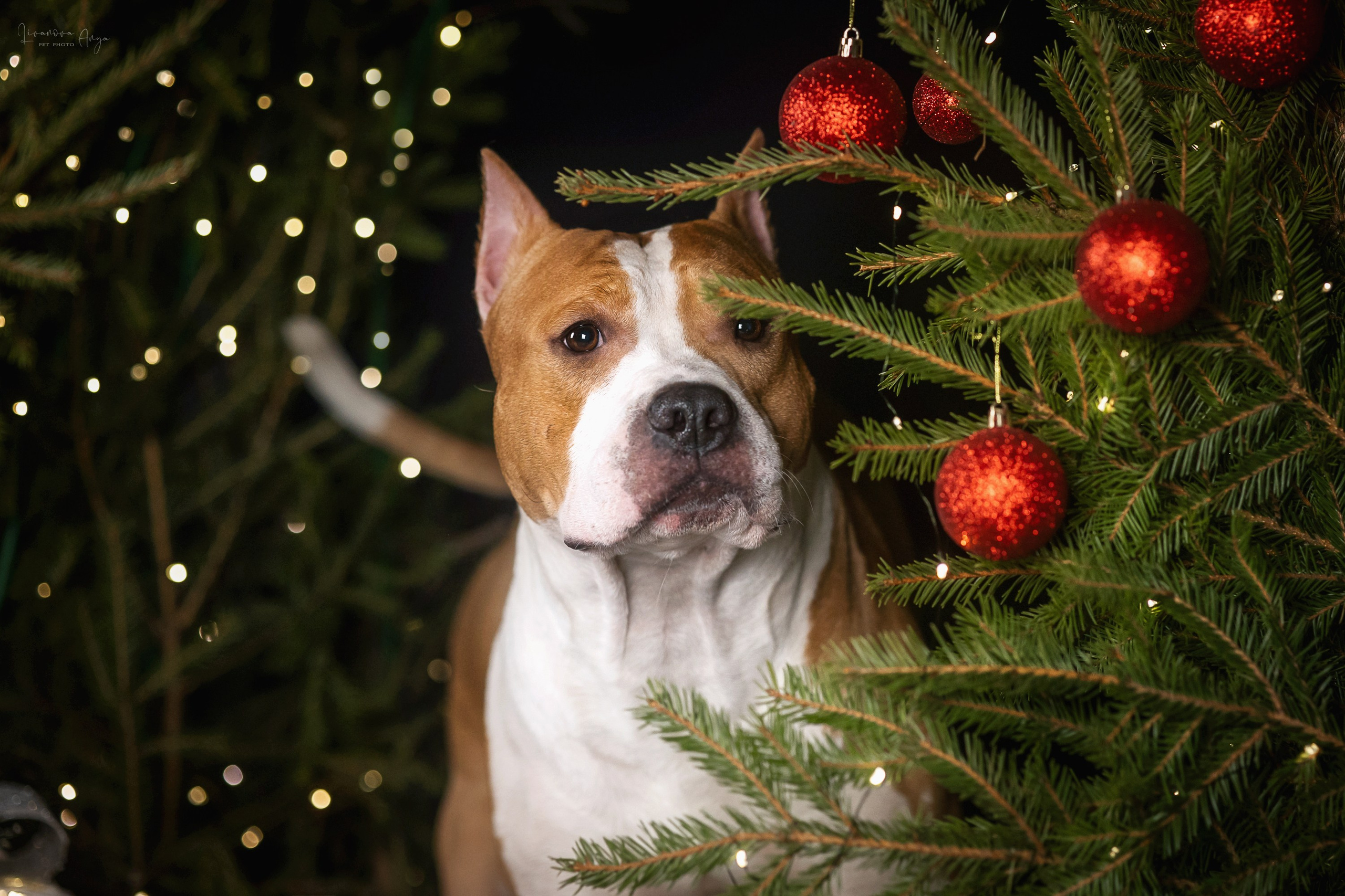 Фотодень_3 2025. Фотограф анималист Аня Ливанова | Рыбинск