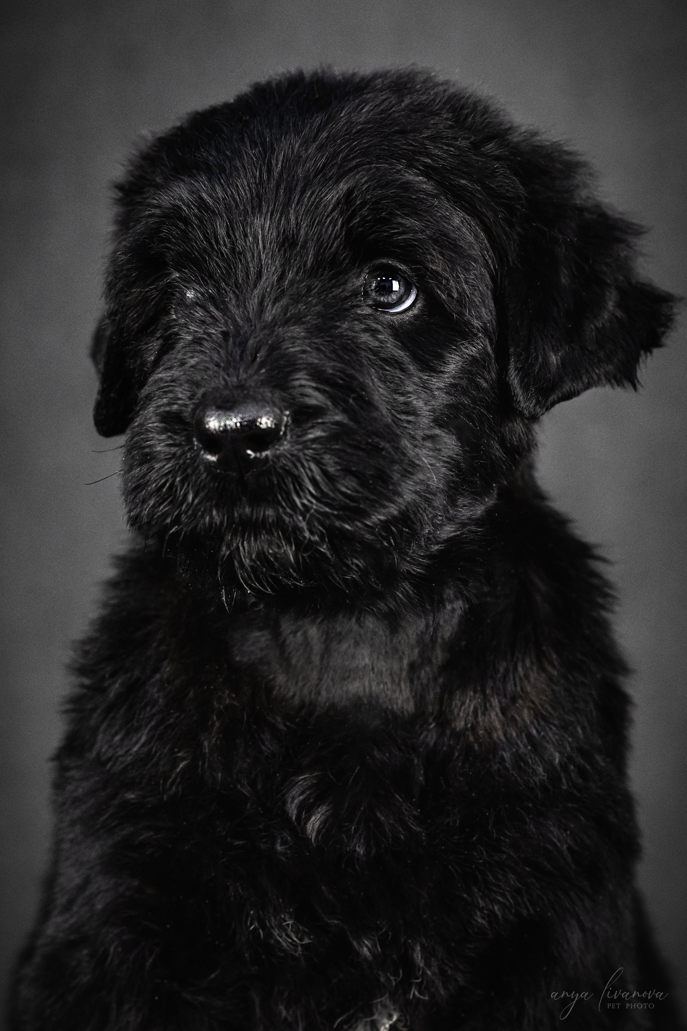 РЧТ. Фотограф анималист Аня Ливанова | Рыбинск