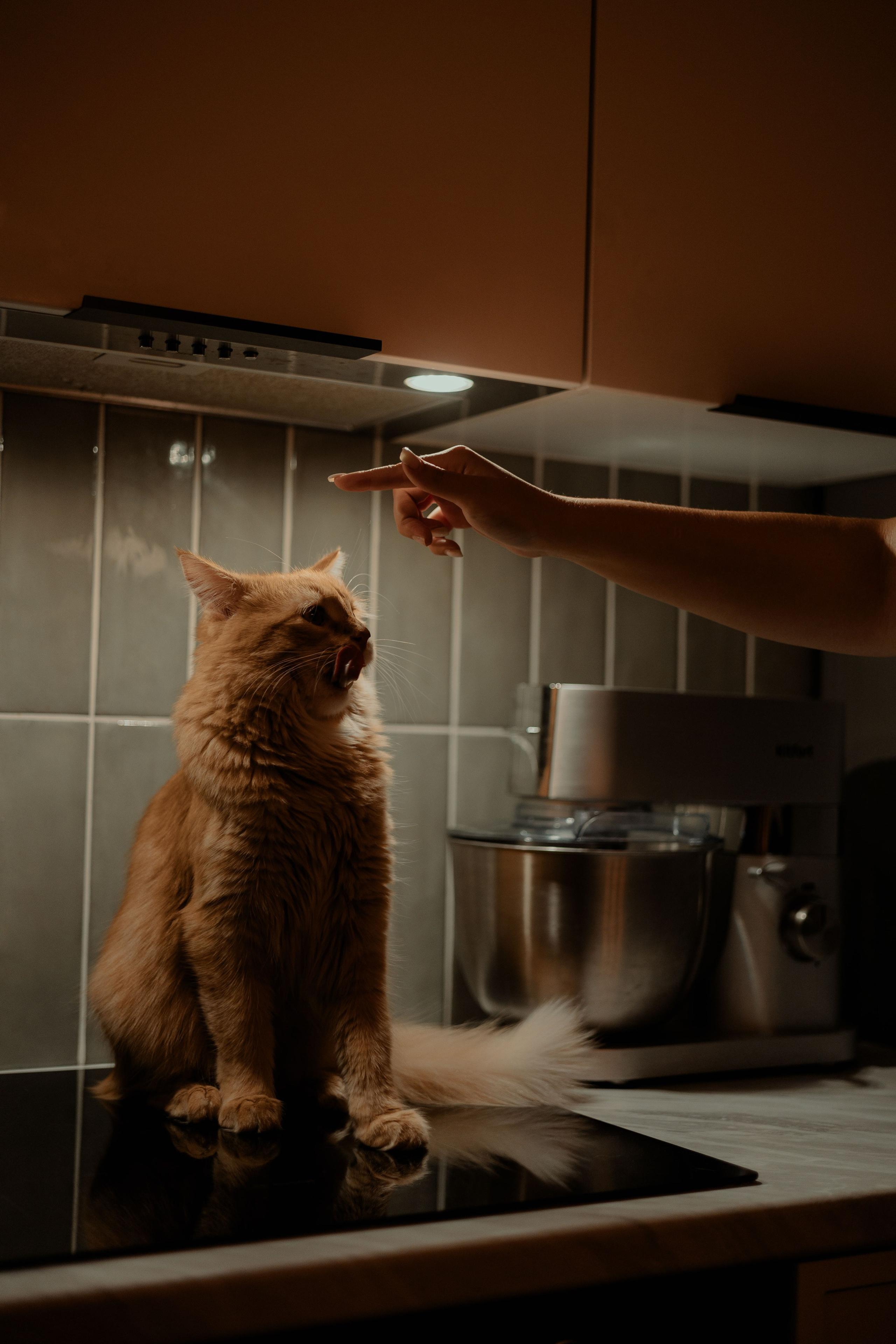 Екатерина Справцева фотограф анималист - портфолио фото. Фотограф Анималист Екатерина Справцева в Нижнем Новгороде