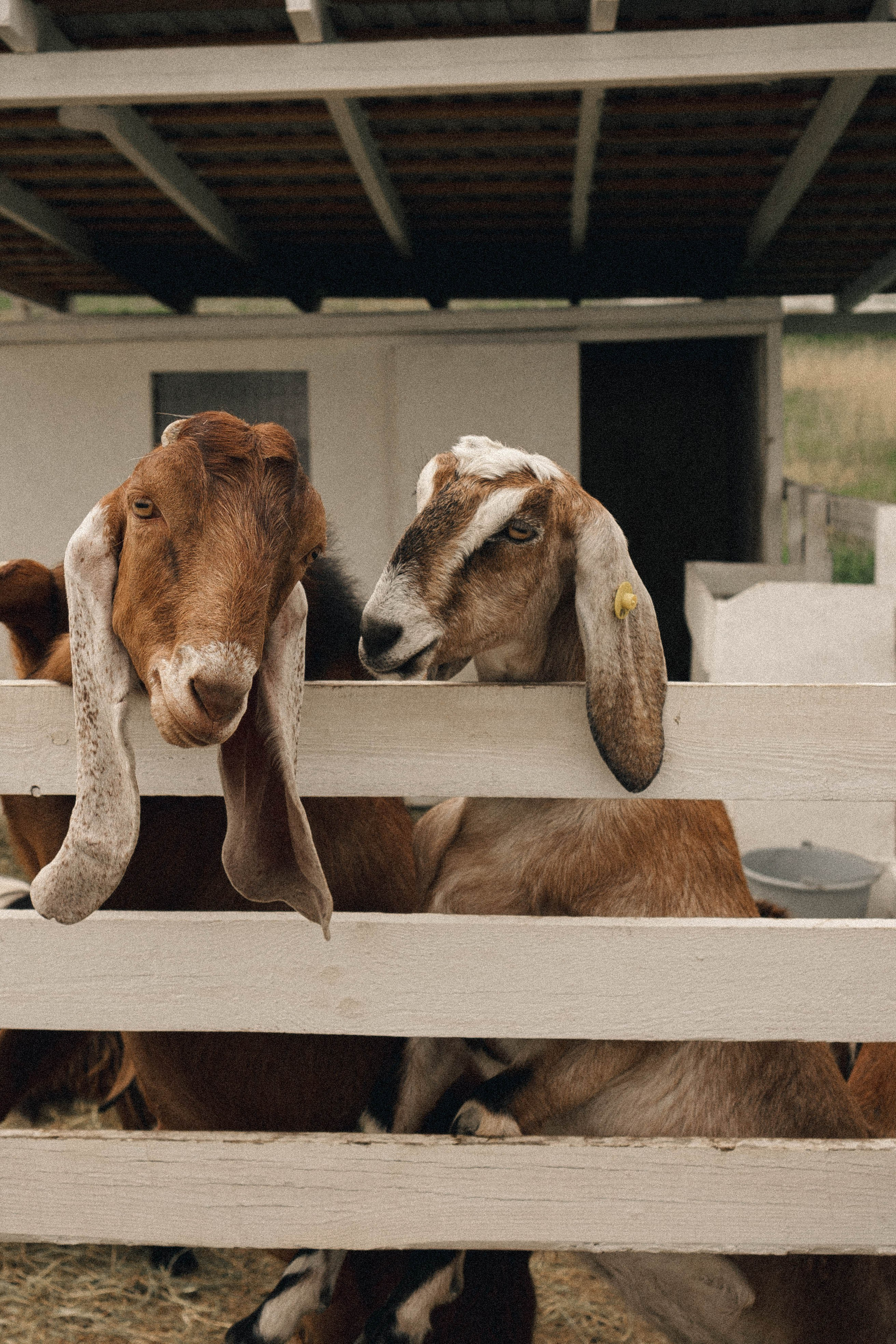 Ферма Альпак. Профессиональный фотограф, Санкт-Петербург — Виктория Богомолова