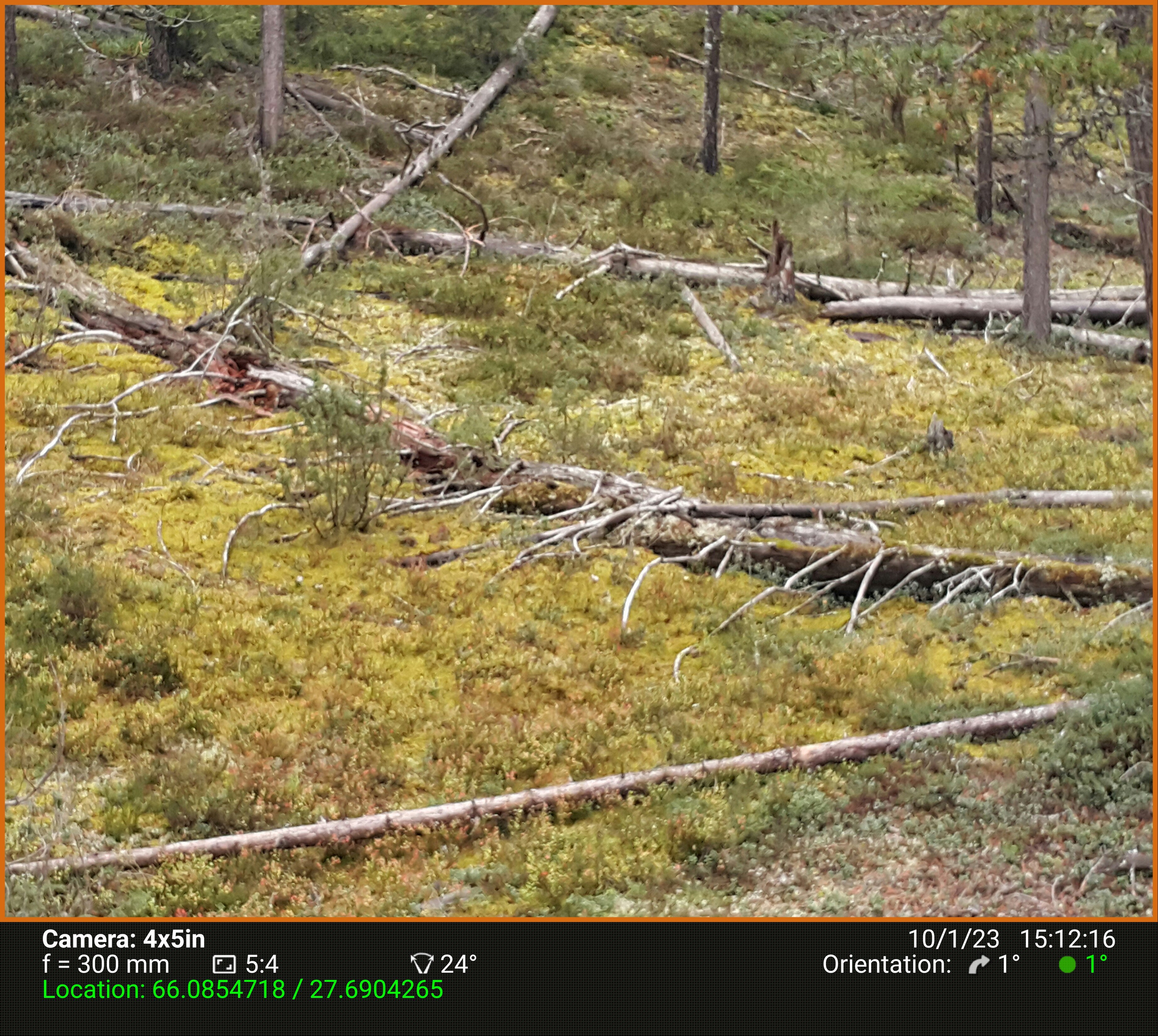 Березовый пруд. Северные Ночи
