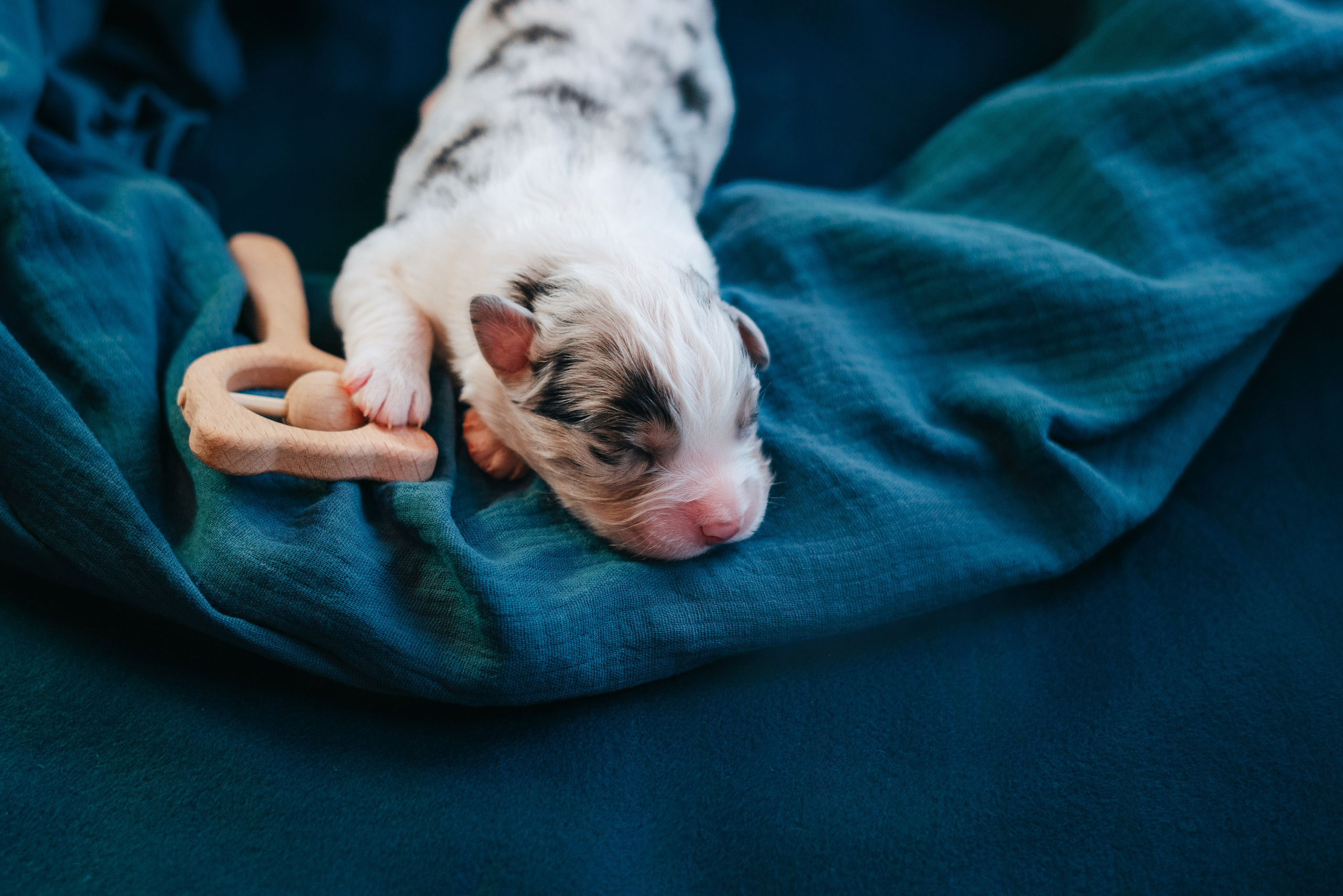 Аусси. Фотограф анималист Осипчикова Мария