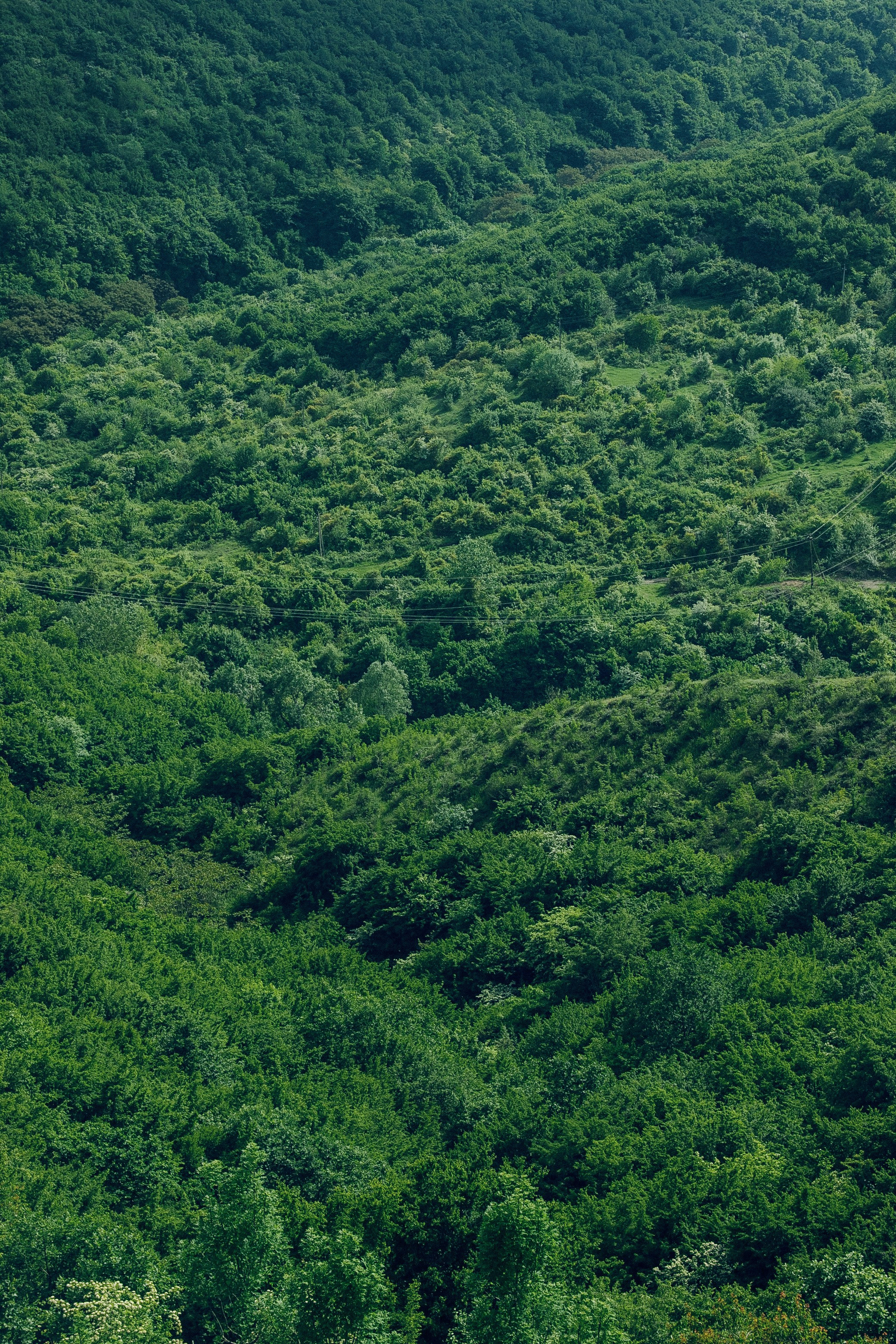 Иван и Надежда. Свадебный фотограф Грузия Тбилиси