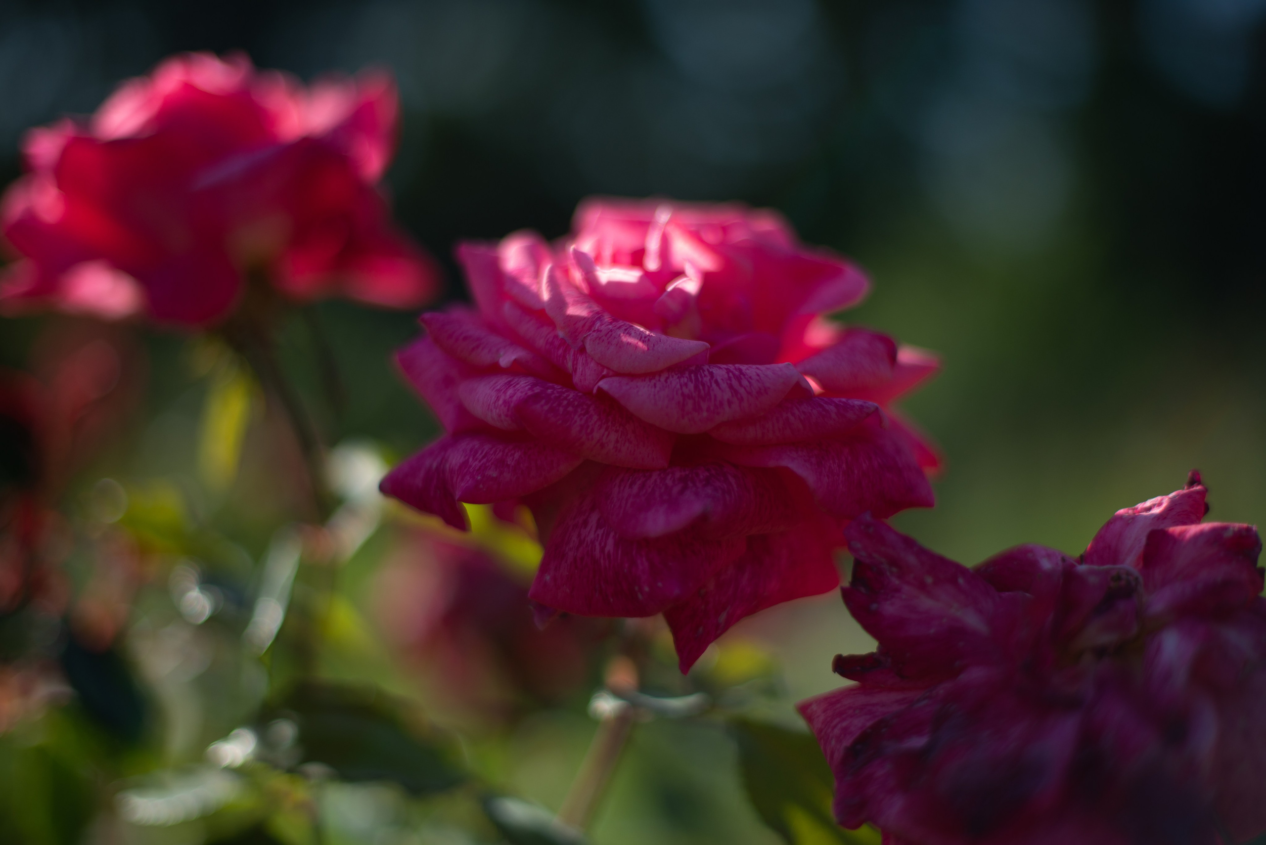 Цветы сада МГУ. Victoria Radjevna Репортажный Фотограф — Видеограф Москва • Санкт-Петербург