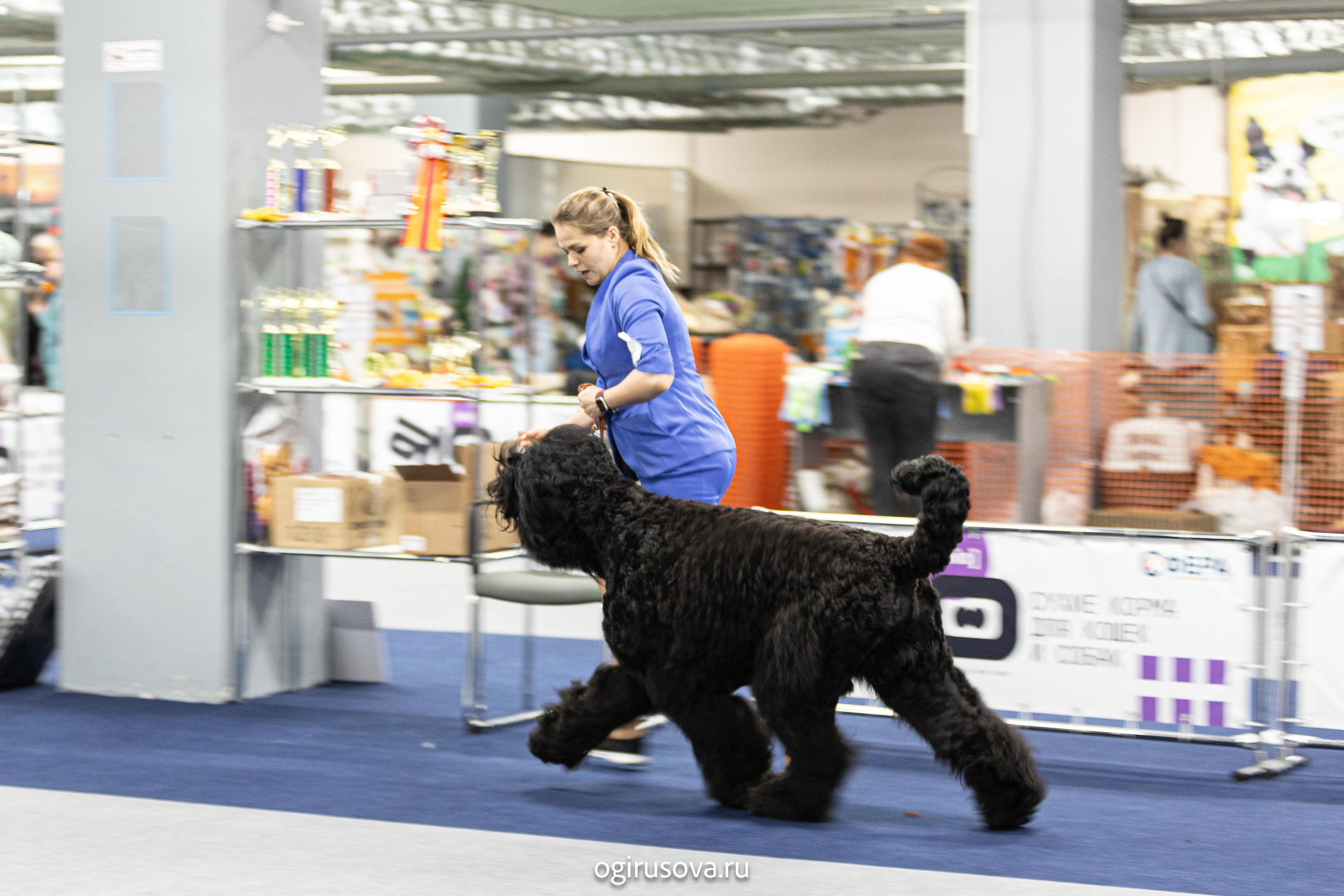 РОО КЛЖ «Олимп"+"Империя"+"Виктория».Выставка собак. Фотограф Ольга Гирусова «Пантерочка» Москва