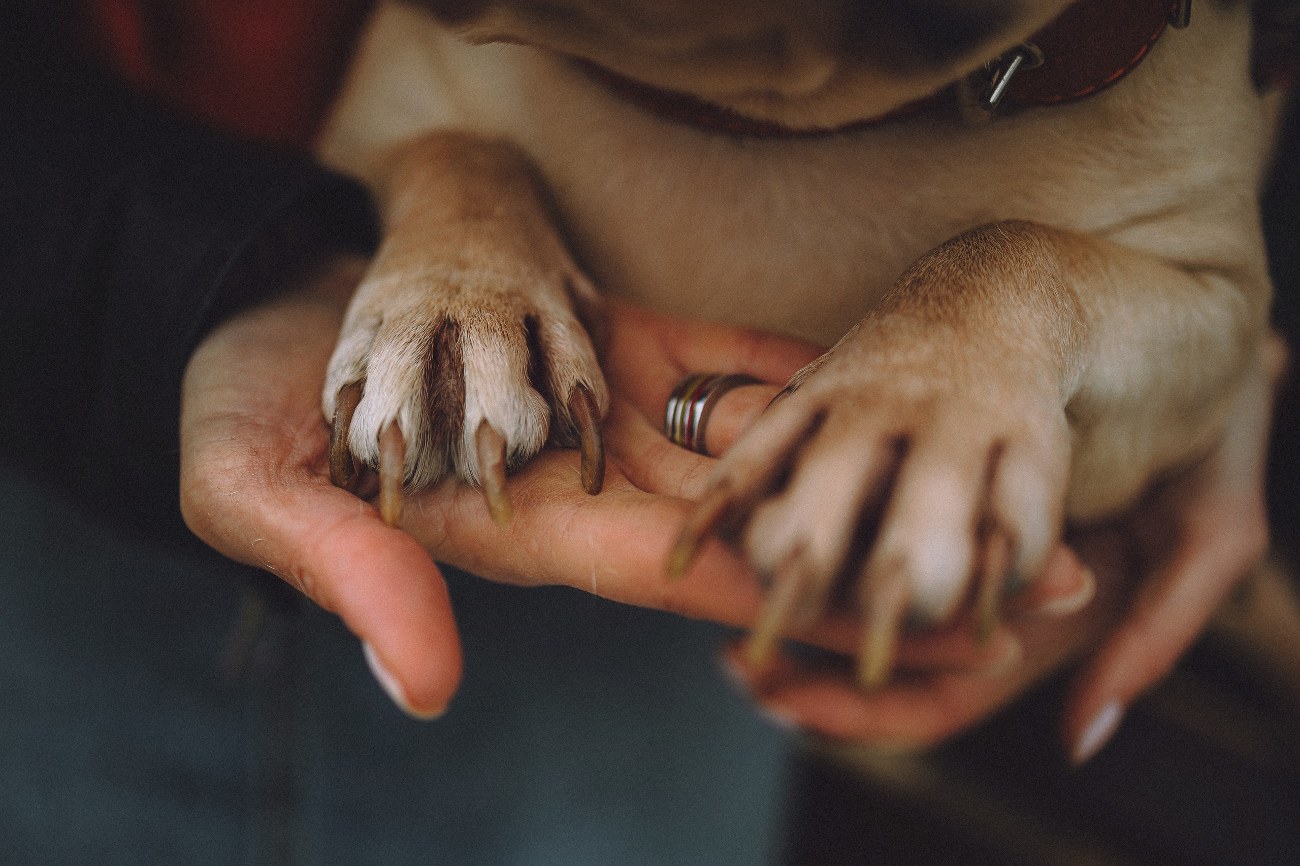 Антонина и Амиша