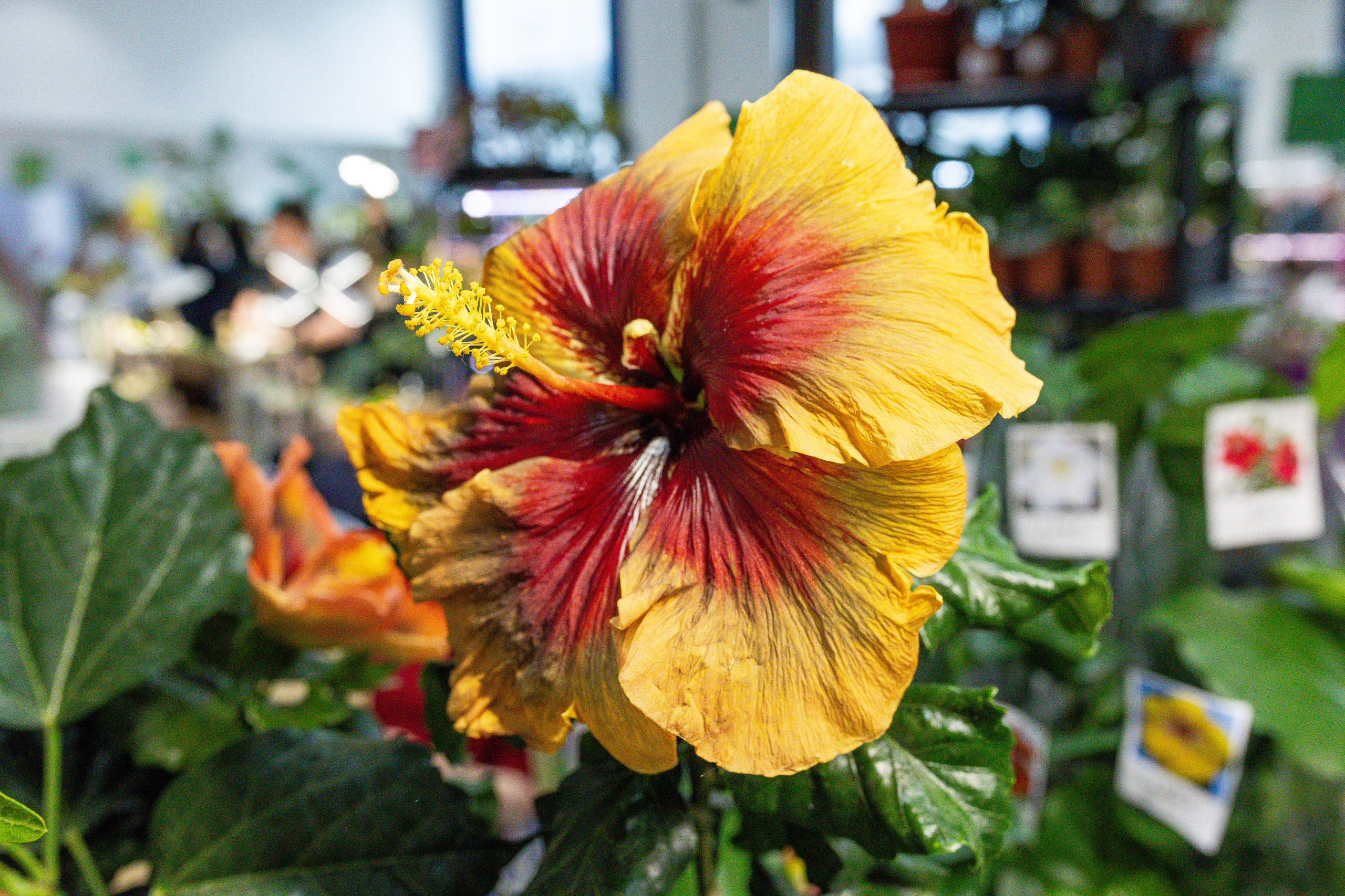 Монстериум апрель 2025. Александра Куликова фотограф, Москва