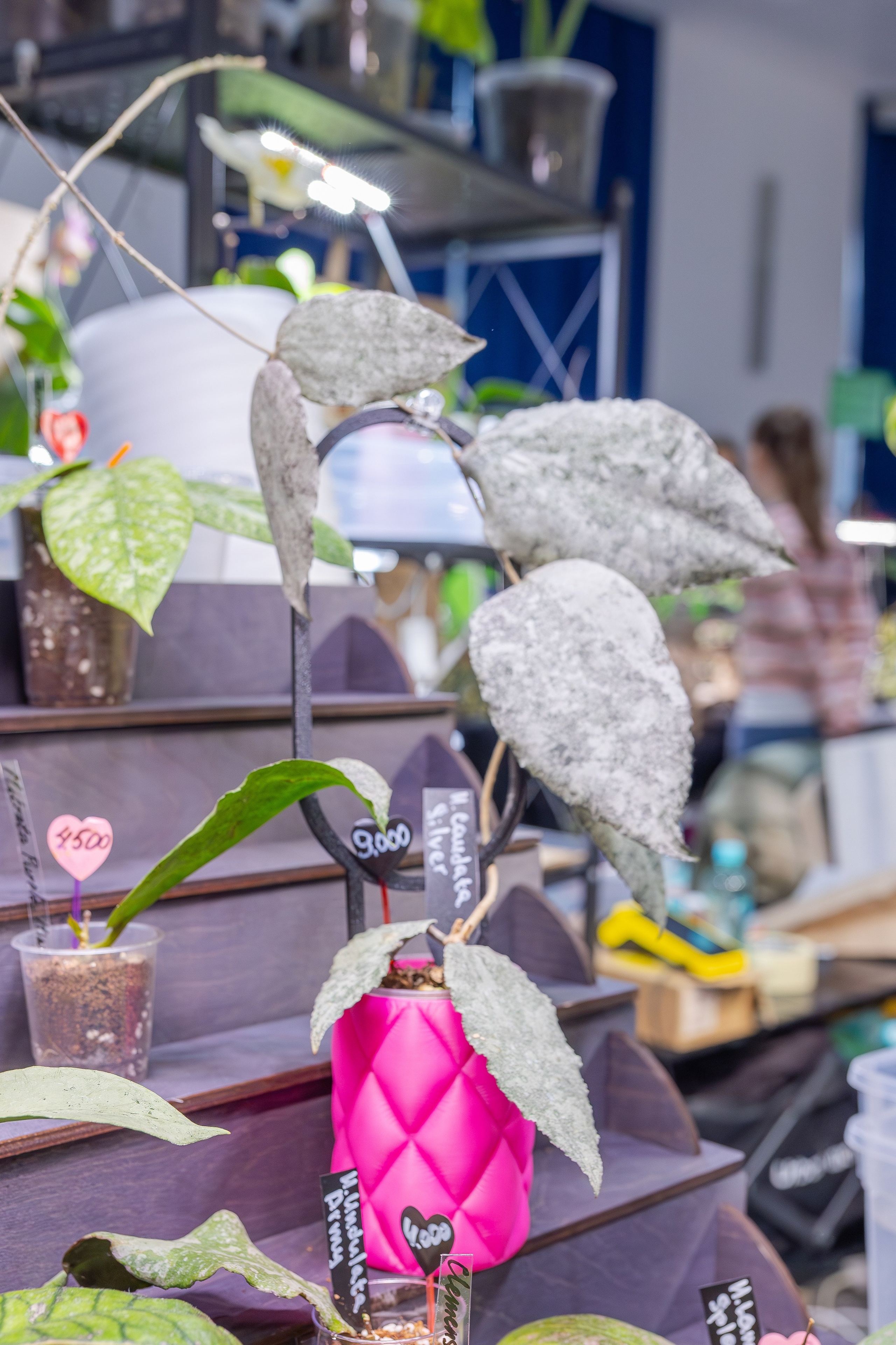 Монстериум апрель 2026. Александра Куликова фотограф, Москва