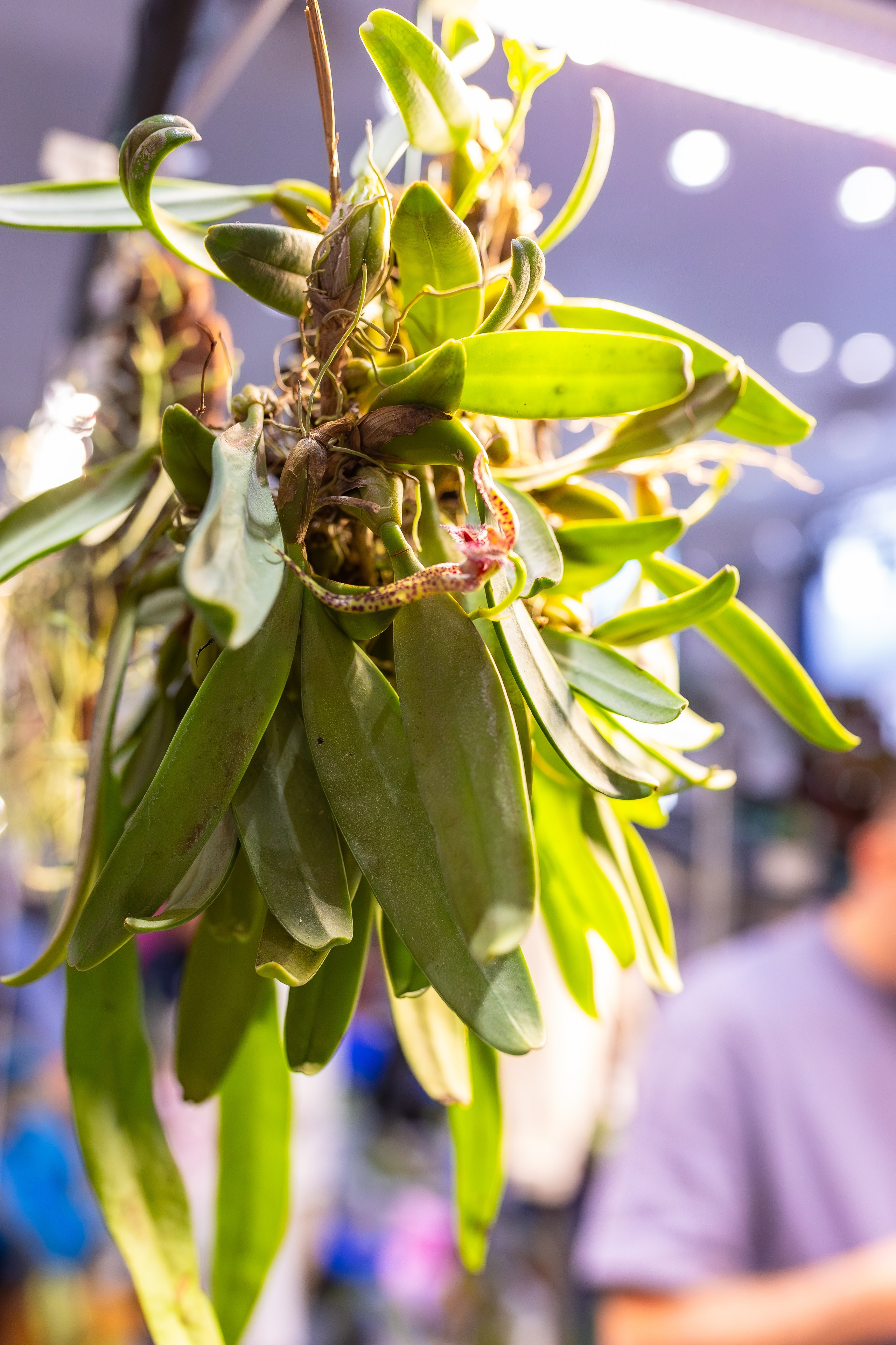 Орхидиум сентябрь 2025. Александра Куликова фотограф, Москва