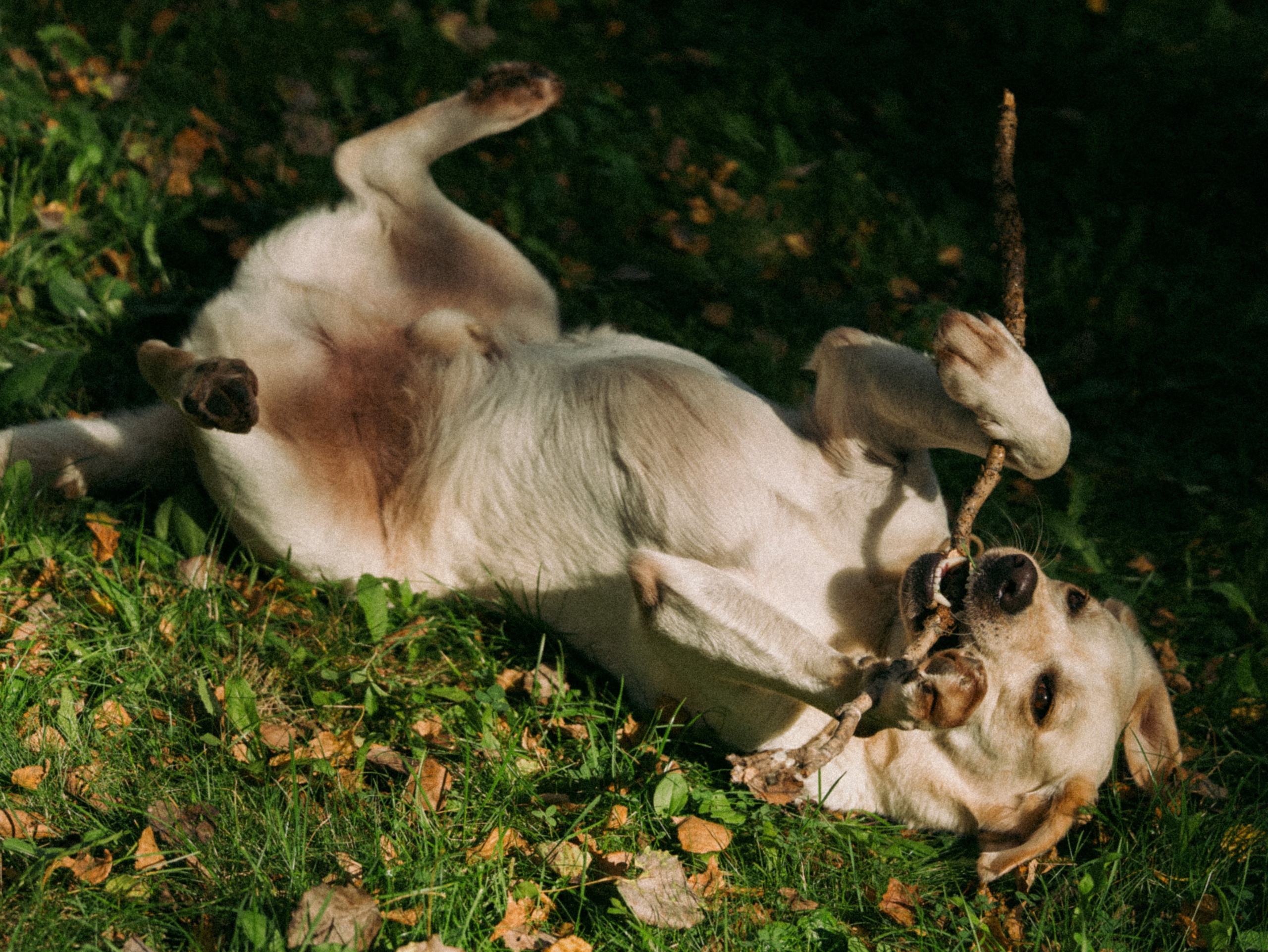 Никита и Полина. Свадебный фотограф Артем Смирнов