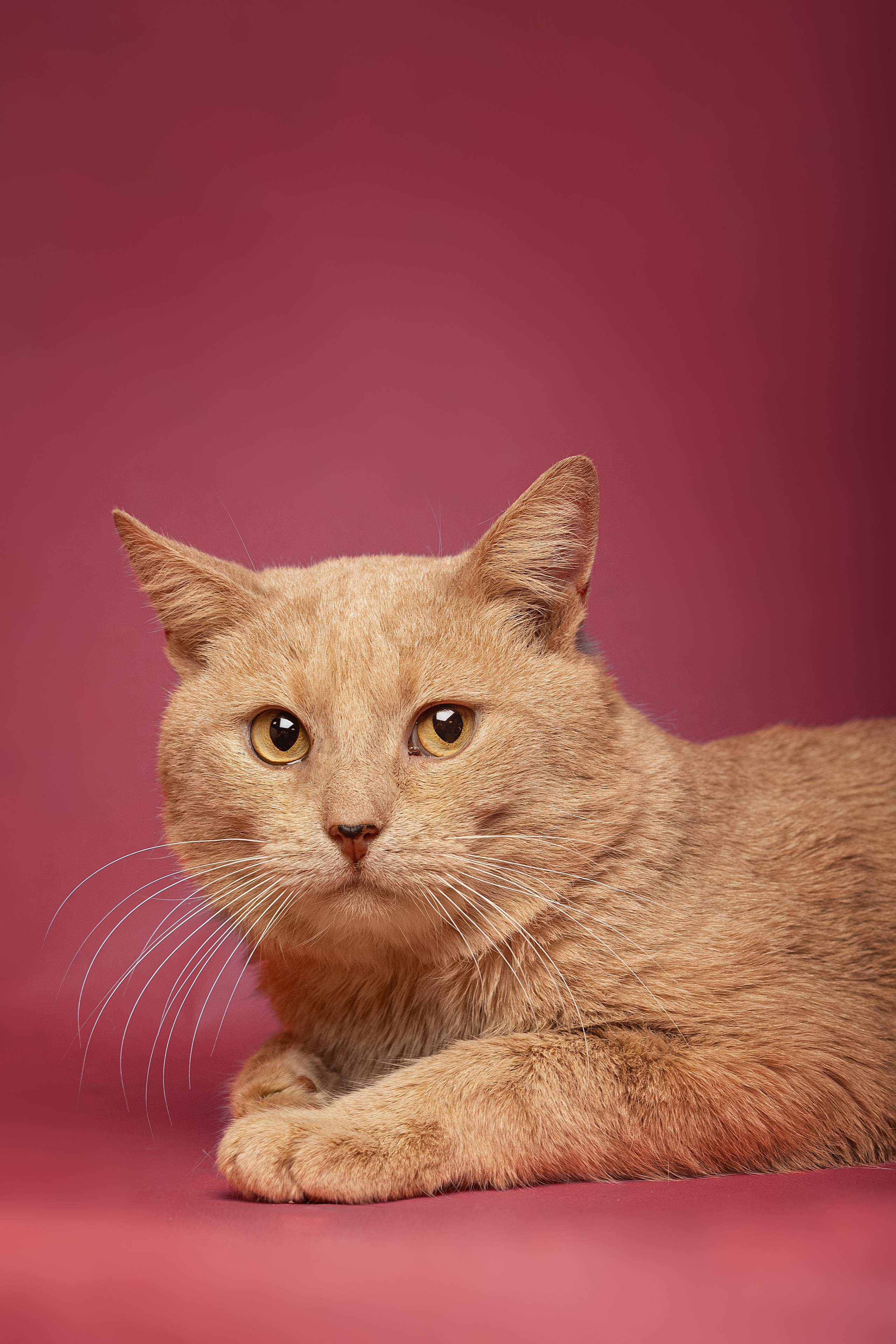 Коты. Фотограф Демид Никитин. г. Дубна, Москва