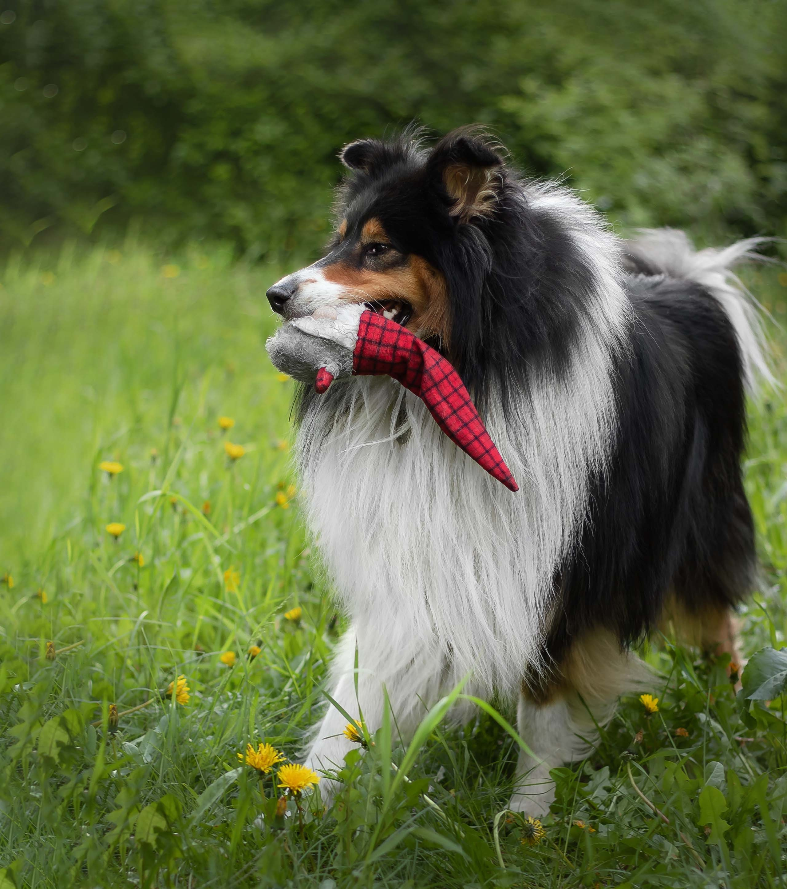 Портфолио фотографа-анималиста из Воронежа Алины Ивановой. Фотограф — анималист Алина Иванова