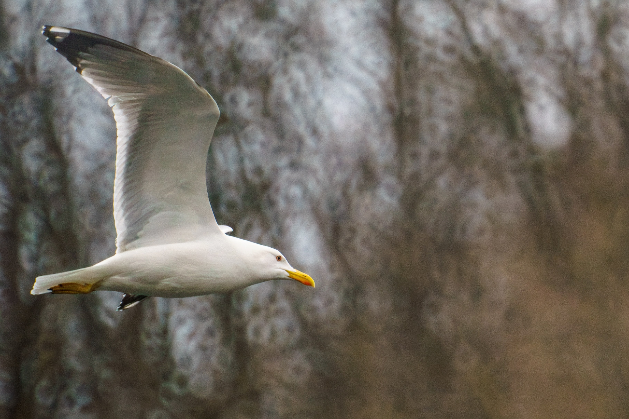 Удивительные мир птиц. Вокруг нас столько прекрасного — присмотритесь!. Ваш личный фотограф Марина Волкова