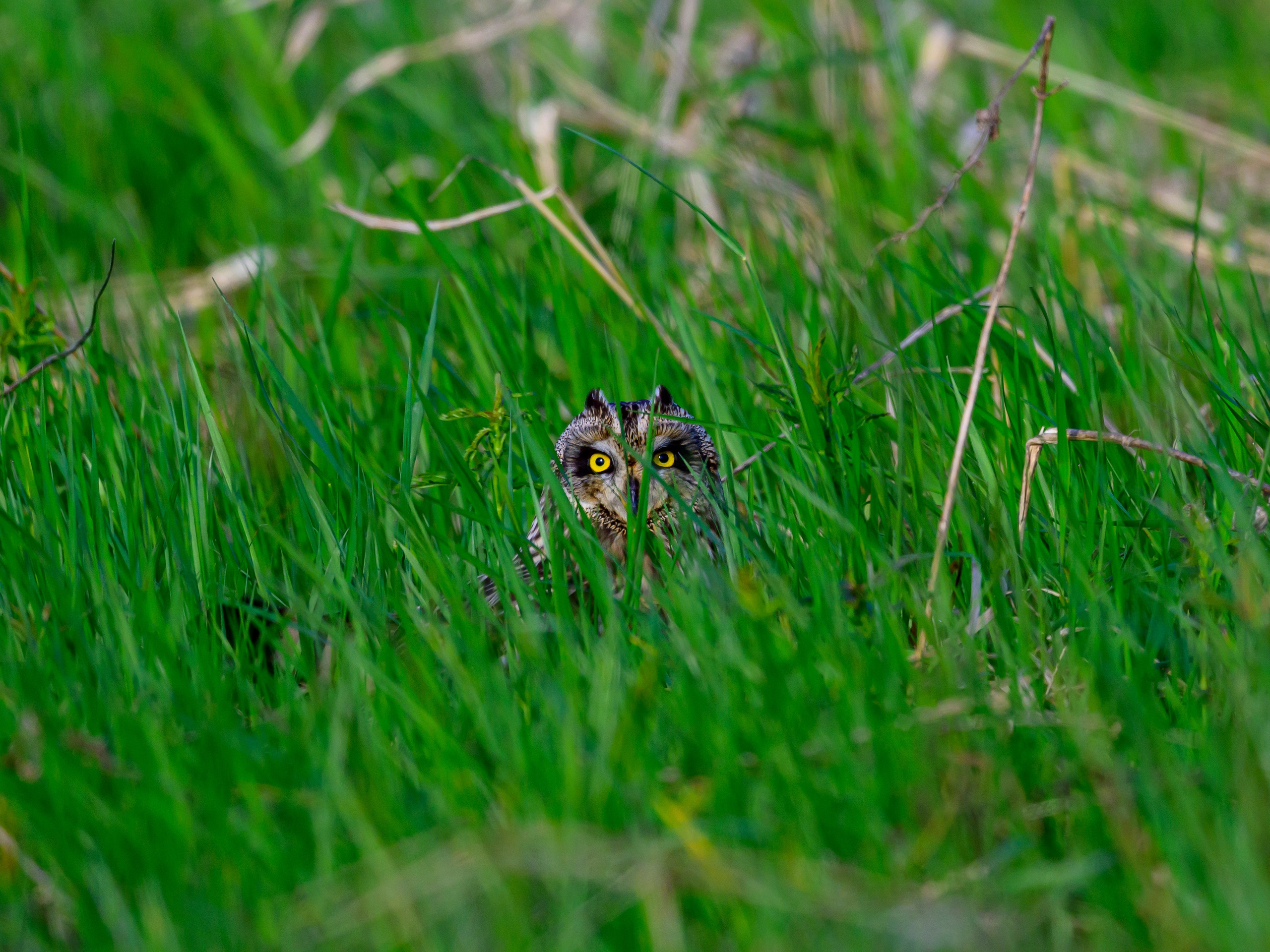 Сова в снежную бурю. Wildlife photography by Sergey Puponin