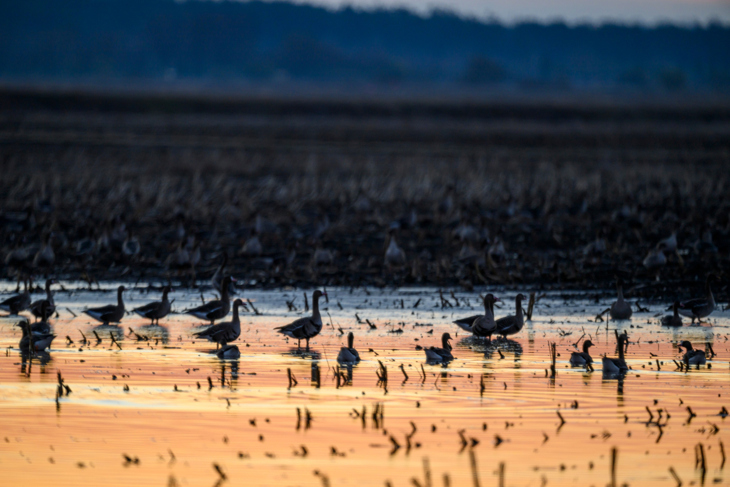 Гуси и веретенник. Wildlife photography by Sergey Puponin