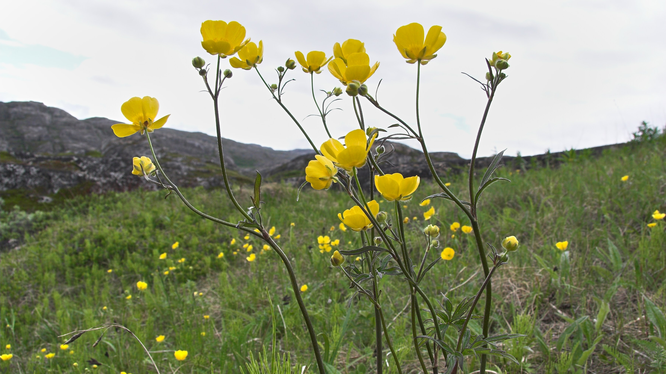 Мир растений. Пейзажи Крайнего Севера. Баренцево море, Рыбачий, Средний, Немецкий