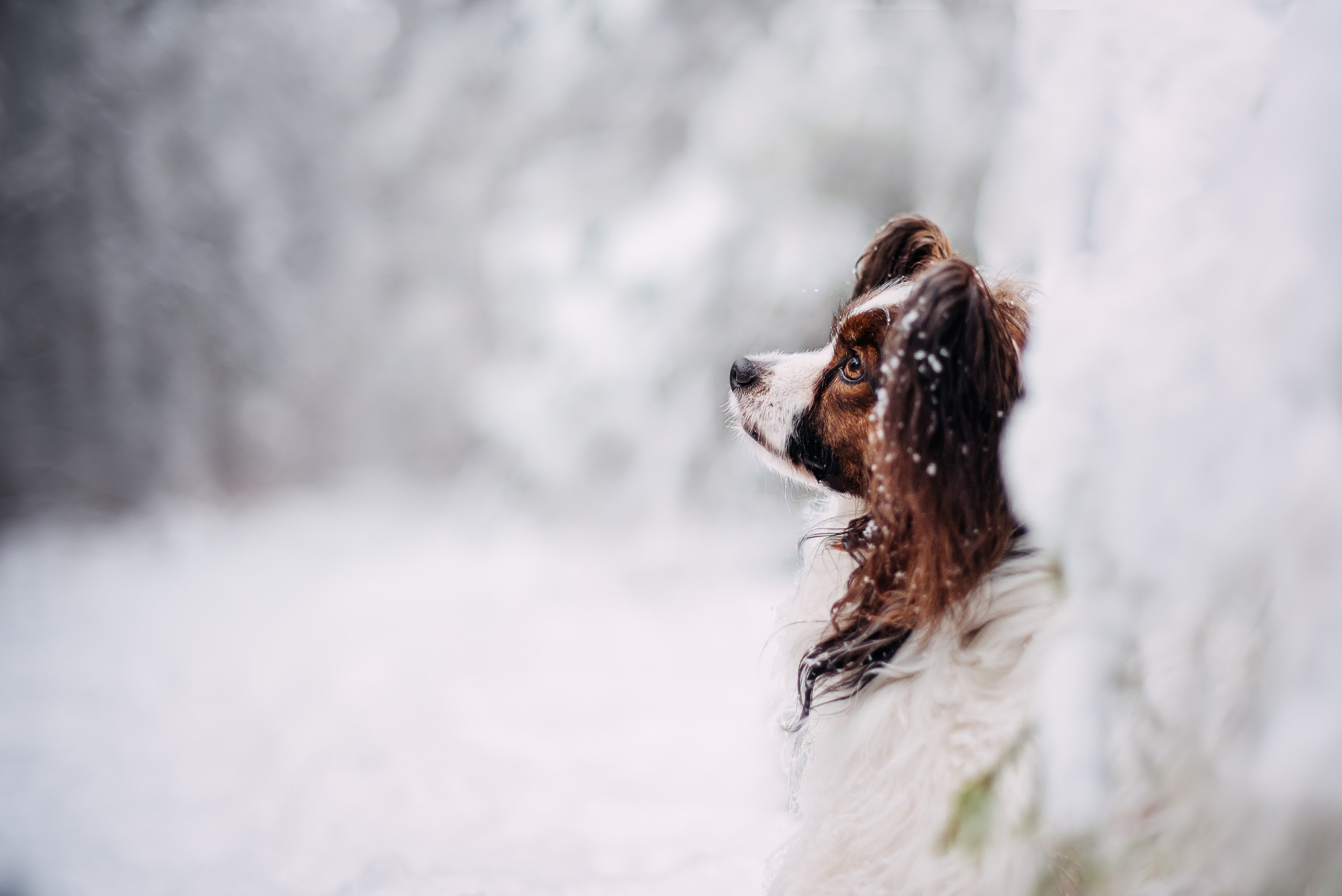 Фотограф-анималист Валерия, Москва, Мытищи