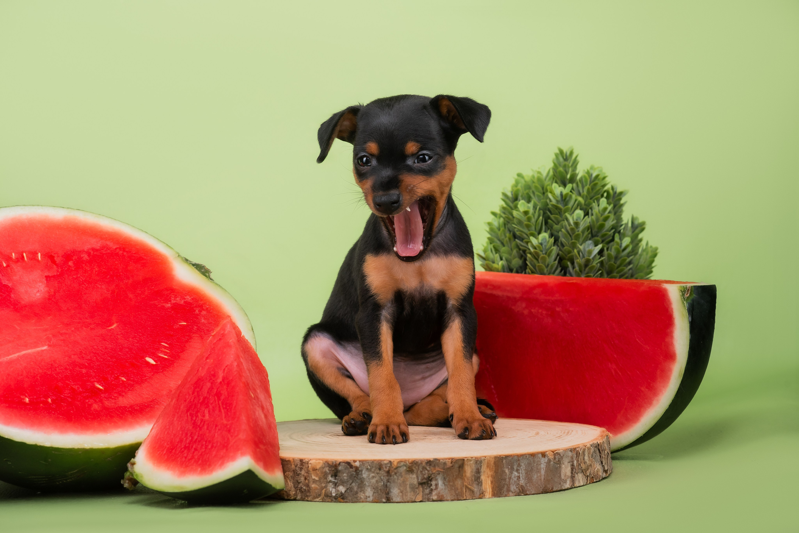 Малыши пражских крысариков — 30.07.2025. Фотограф — Анималист | Анна Абрамова