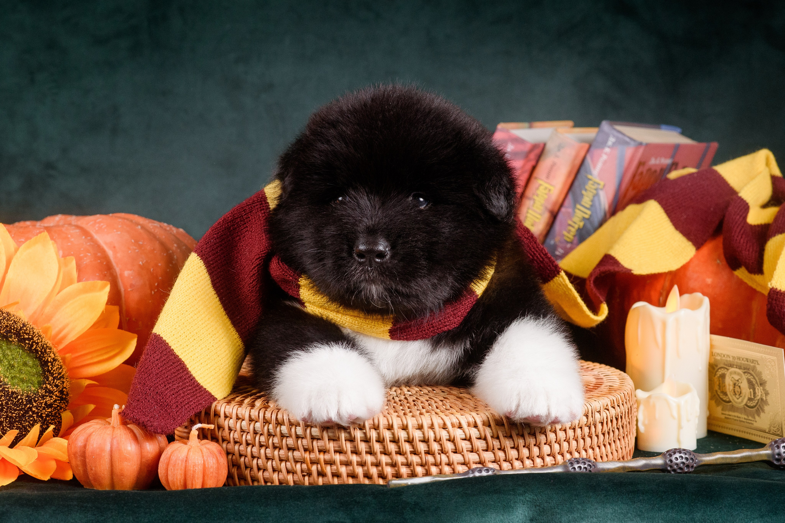 Щенки Американской Акиты — 04.11.2024. Фотограф — Анималист | Анна Абрамова