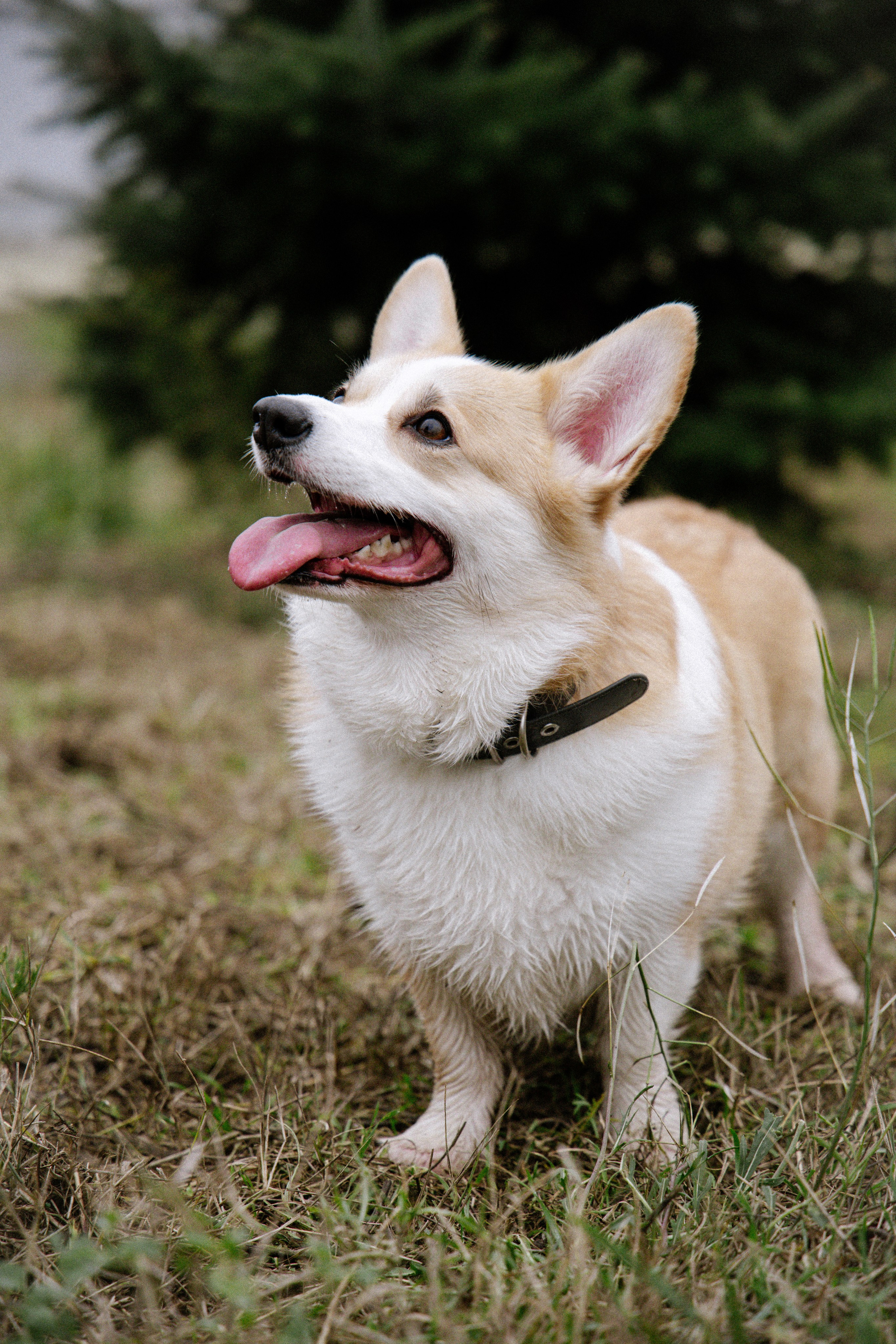 Питомцы. Семейный фотограф | Керчь | Ивановская Виктория