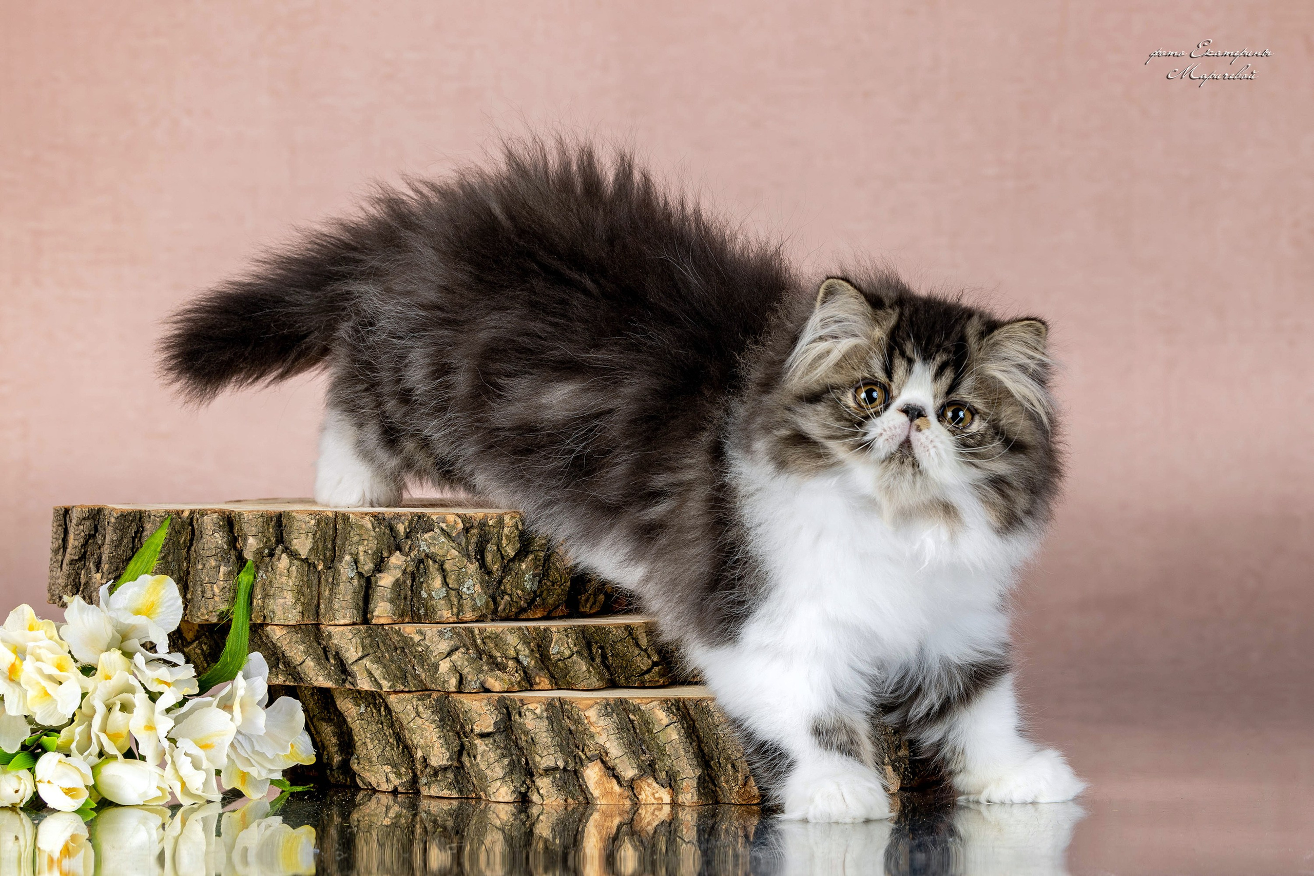 Пастельные фоны. Фотограф-анималист в Омске Екатерина Маричева