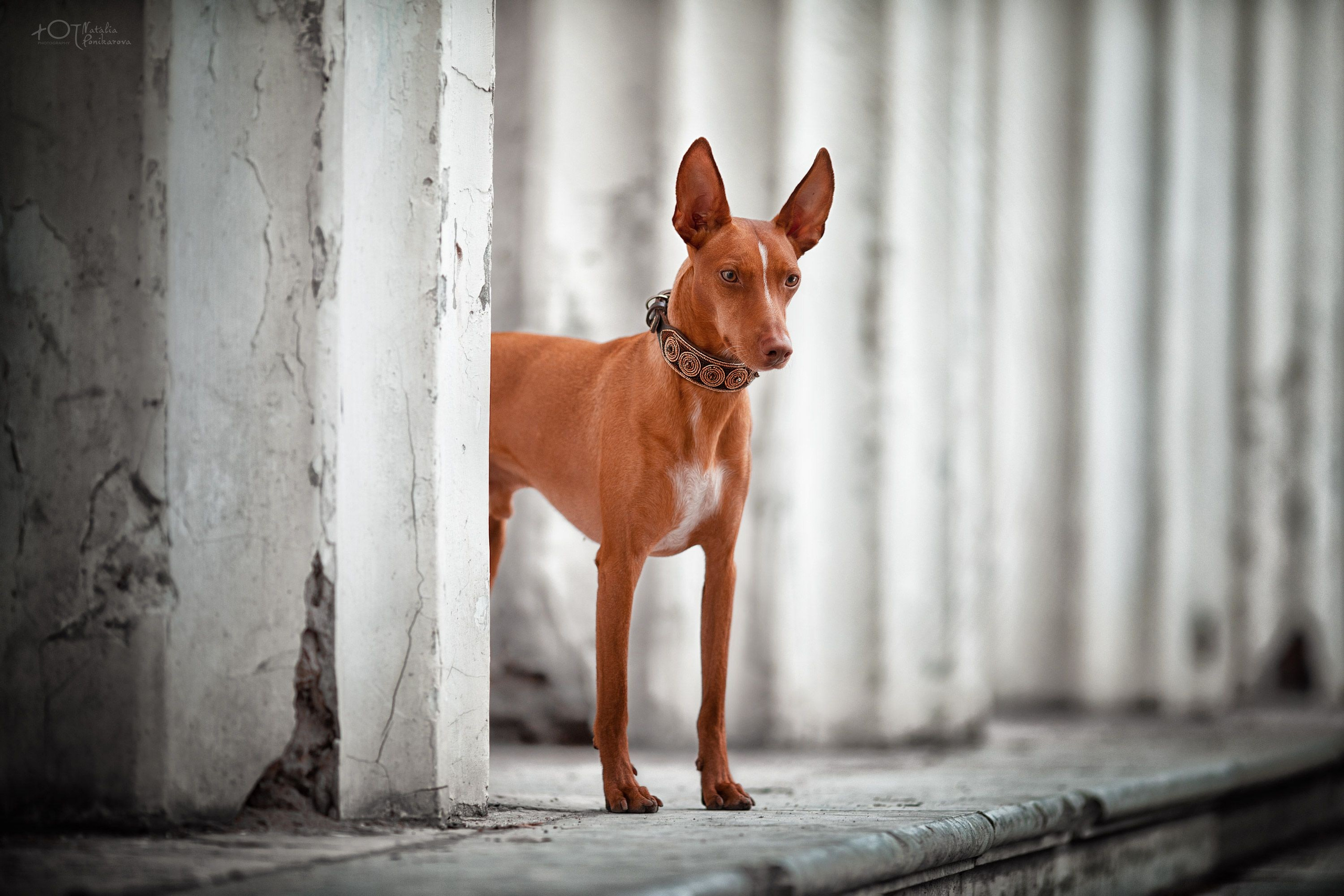 Обучение анималистической фотографии
