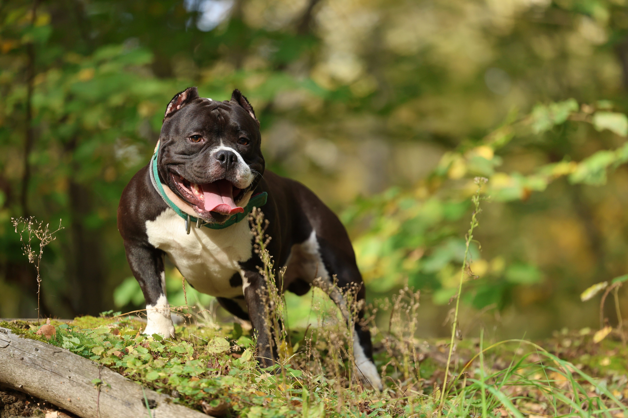 Бумер. Виктория Михайловская. Фотограф-анималист. Москва