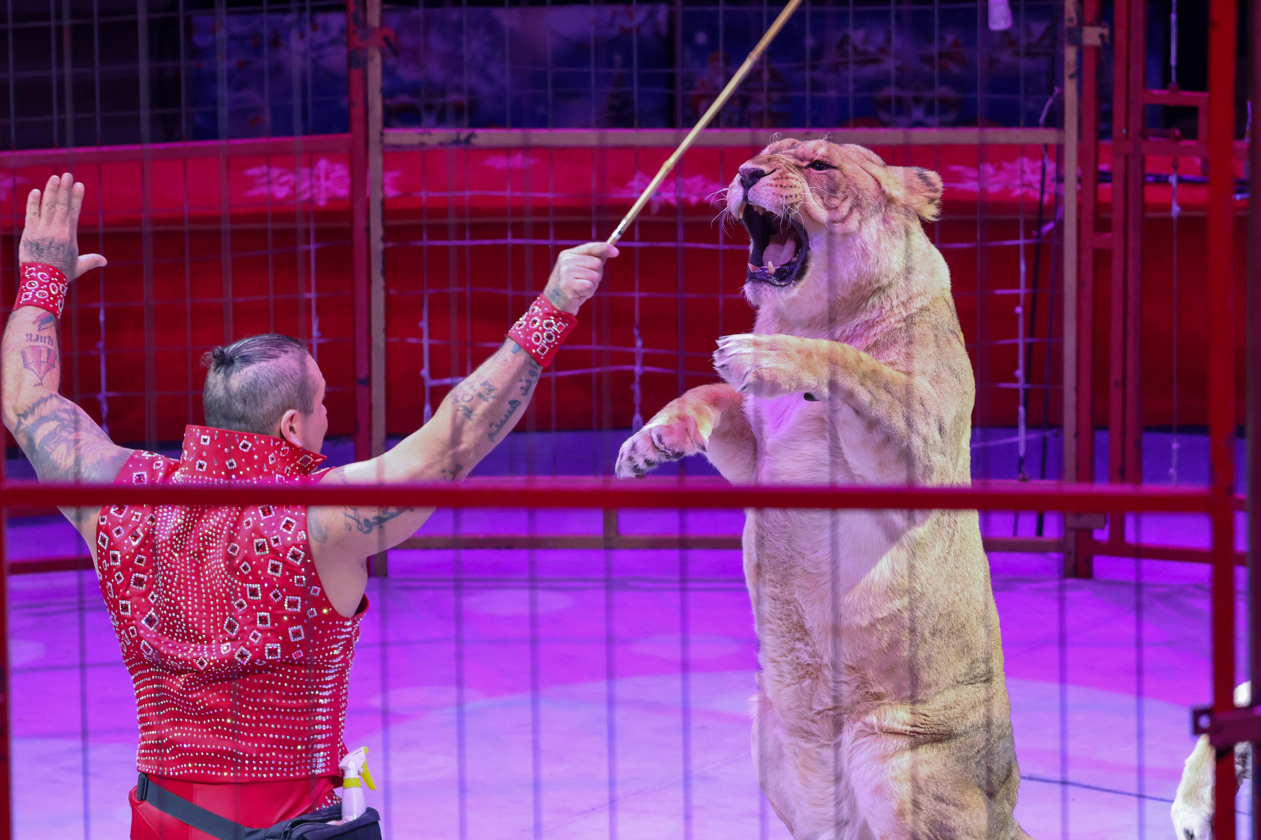 Цирк. Фотограф Дмитрий Алексеев