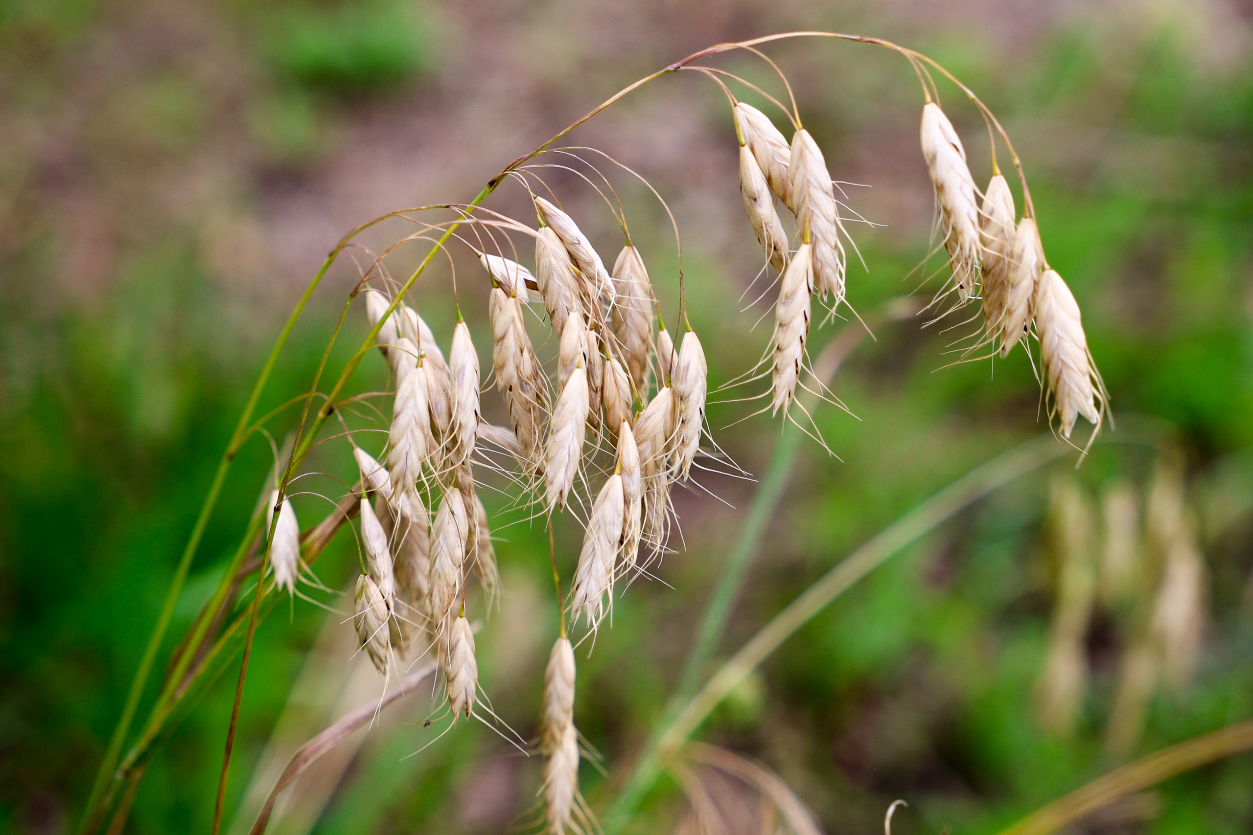 Цветочки-лепесточки. Фотограф Дмитрий Алексеев