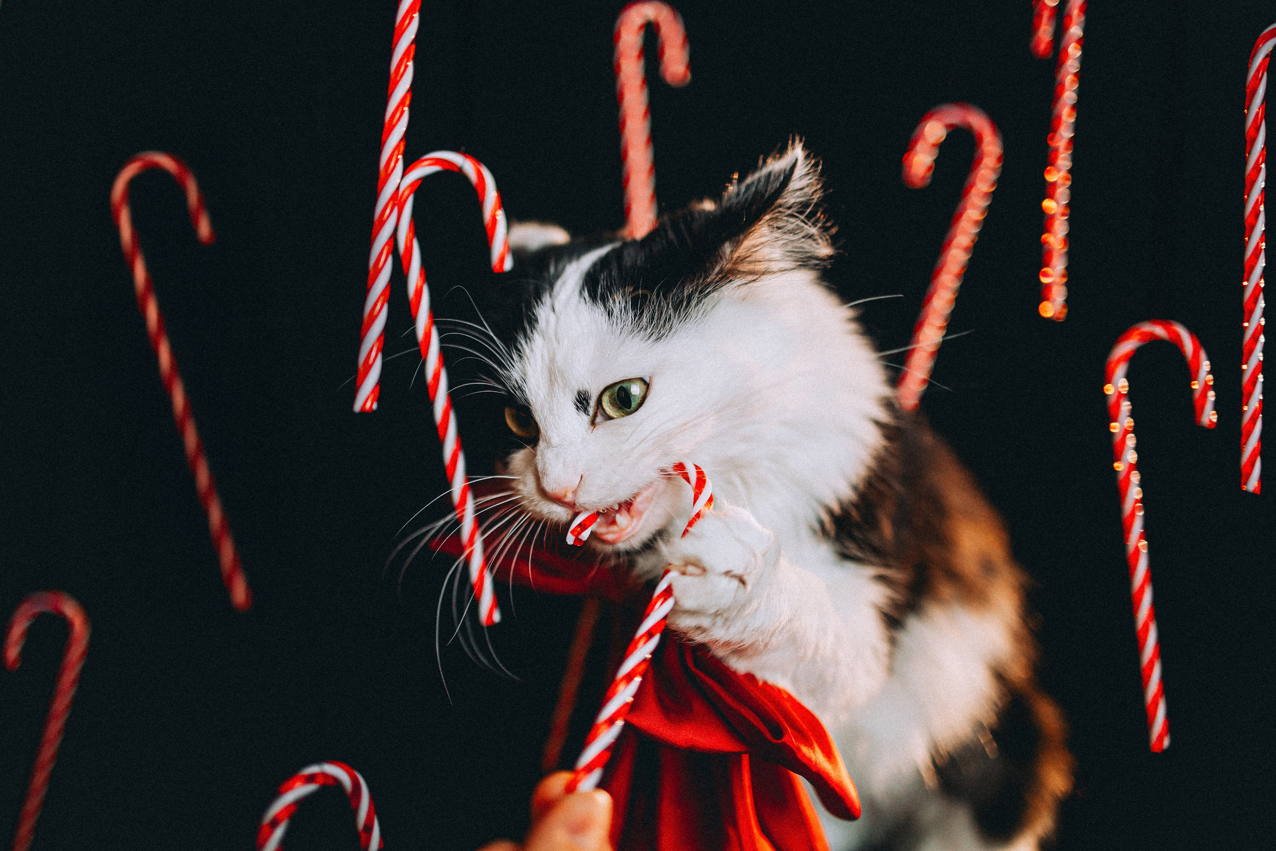 Джек, Бет и Кову