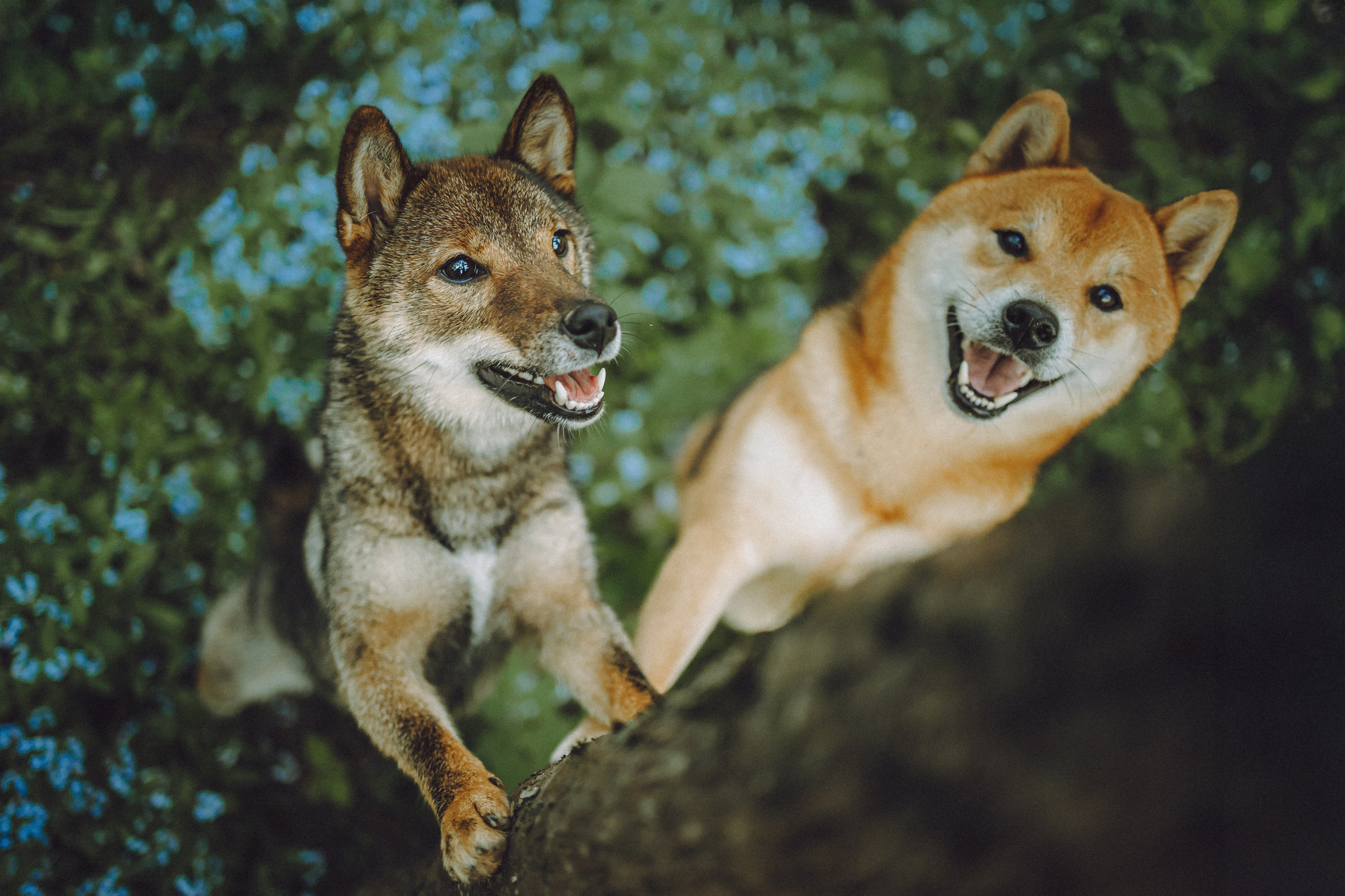 Шед, Цири, Чиби, Цера и их семья