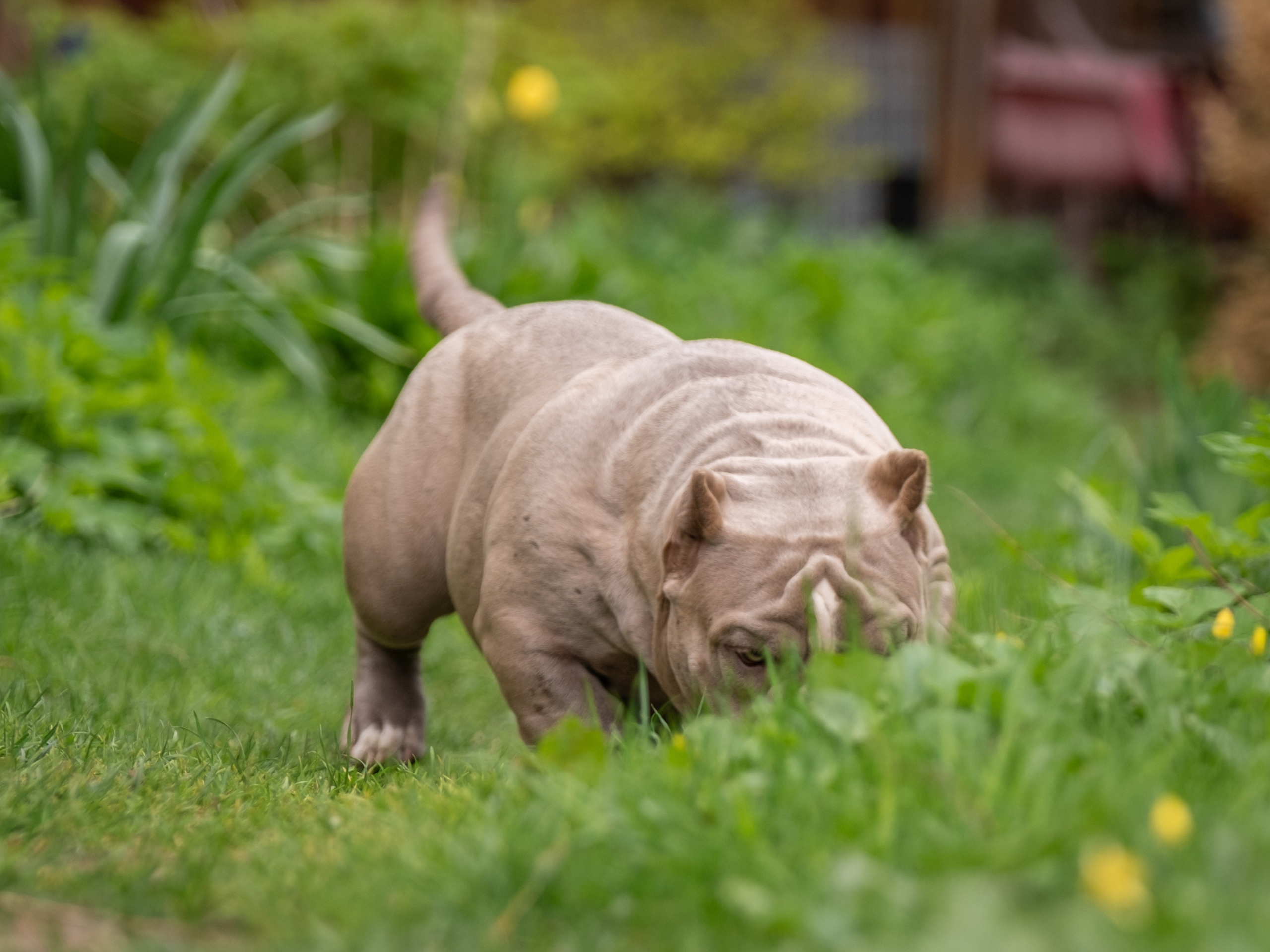 Американские булки для Ирины). Зоофотограф, фотограф животных в Москве и области Дина Дамоцева