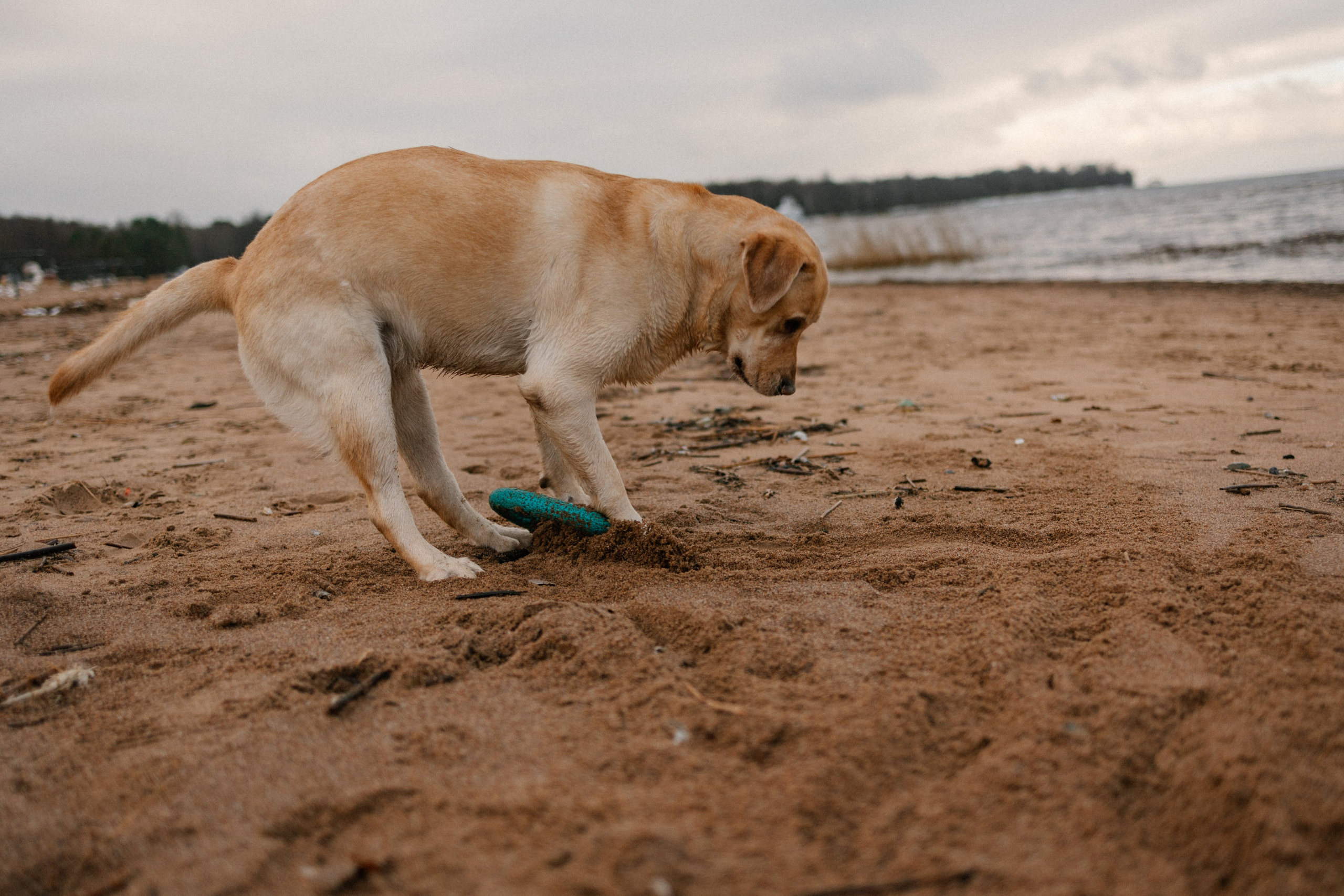 Ирина и Бася. Фотограф — Анималист | Санкт-Петербург