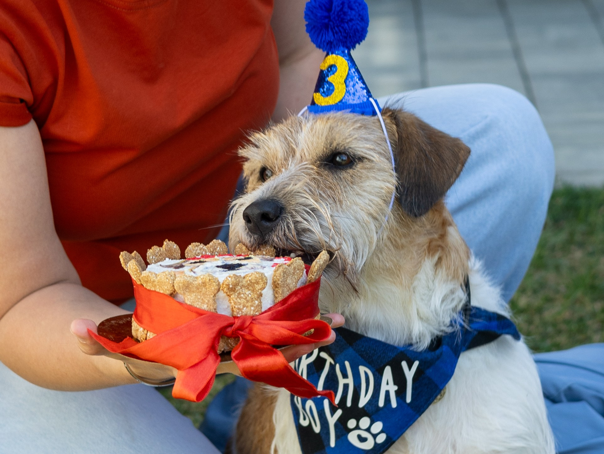 День рождение Зенита. Фотограф-анималист в Москве Кириллова Татьяна