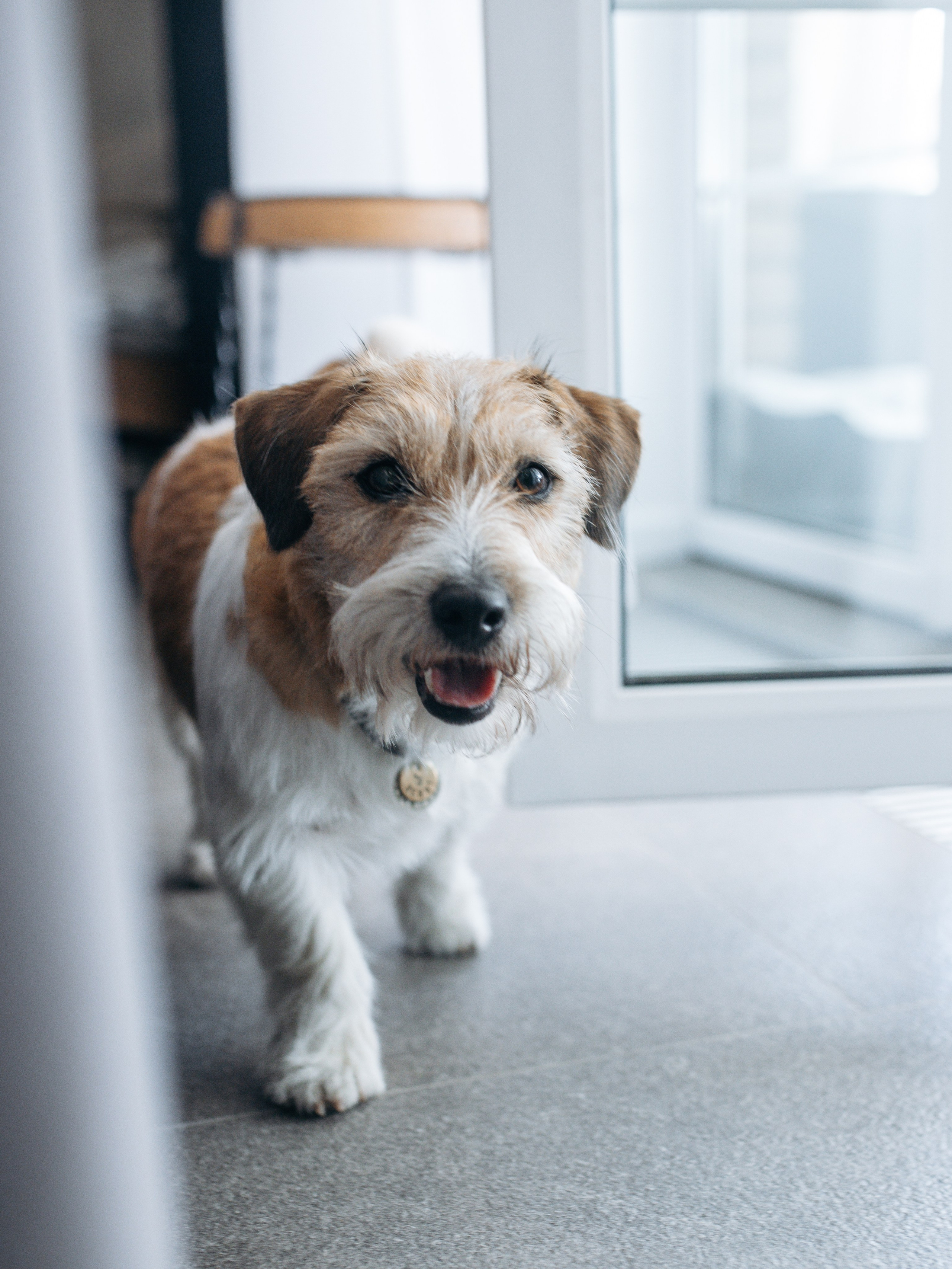 День рождение Зенита. Фотограф-анималист в Москве Кириллова Татьяна